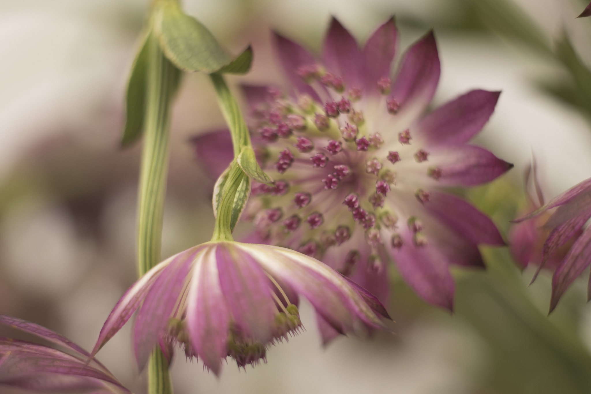 Fujifilm X-Pro2 + Fujifilm XF 60mm F2.4 R Macro sample photo
