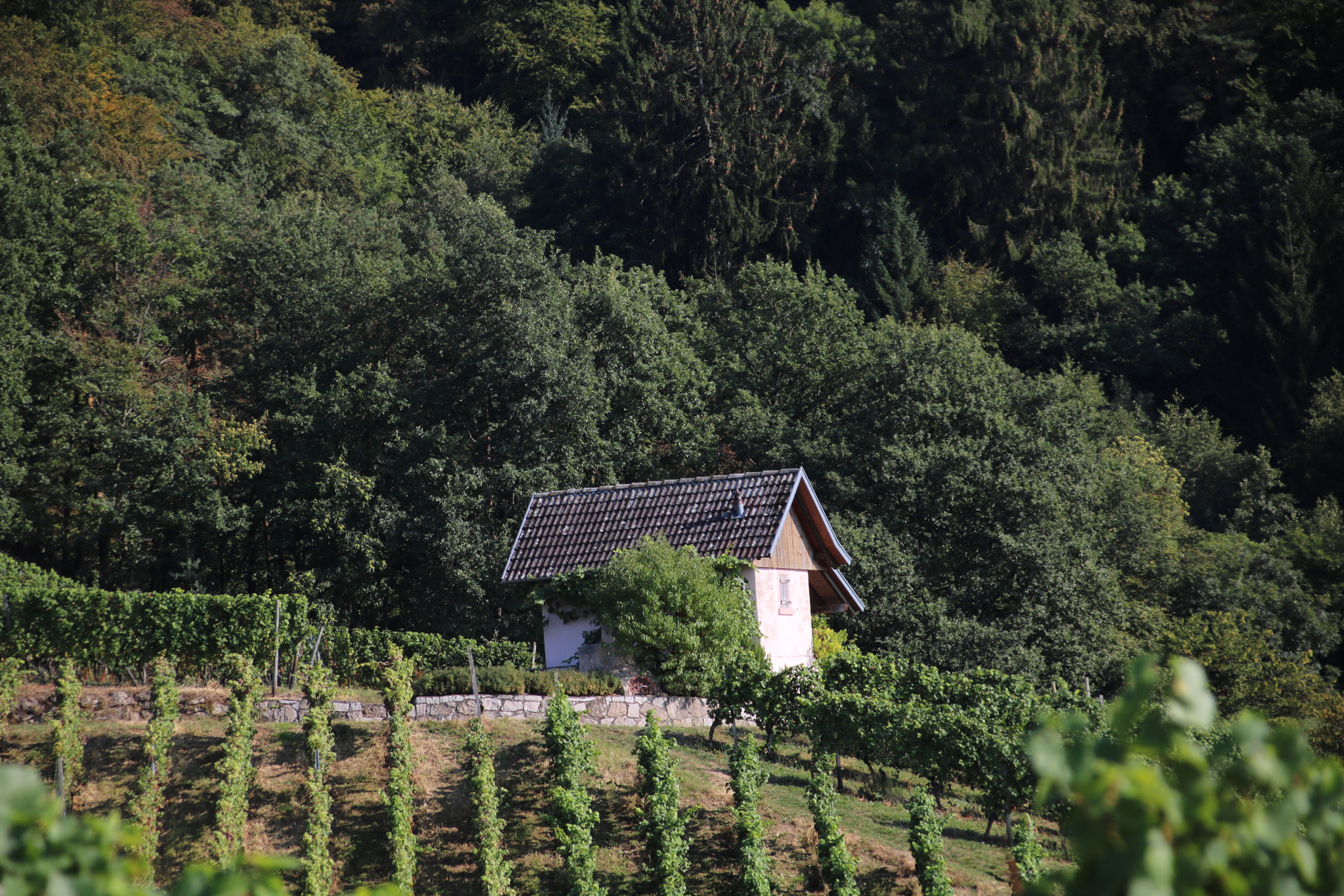 Canon EOS 750D (EOS Rebel T6i / EOS Kiss X8i) + Canon TS-E 90mm F2.8 Tilt-Shift sample photo. House in the vines photography