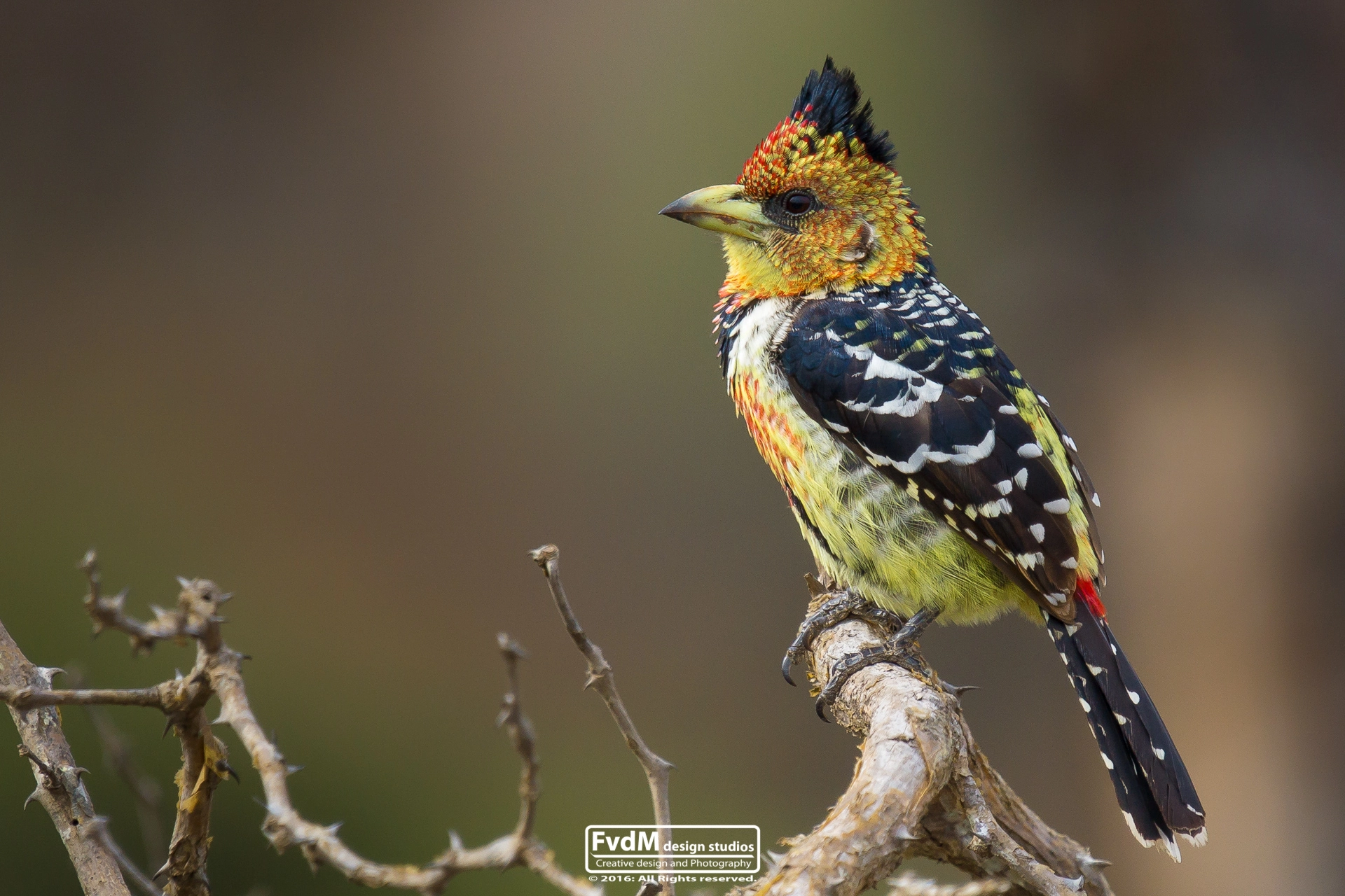 Sony 70-400mm F4-5.6 G SSM sample photo. Feathers up... photography