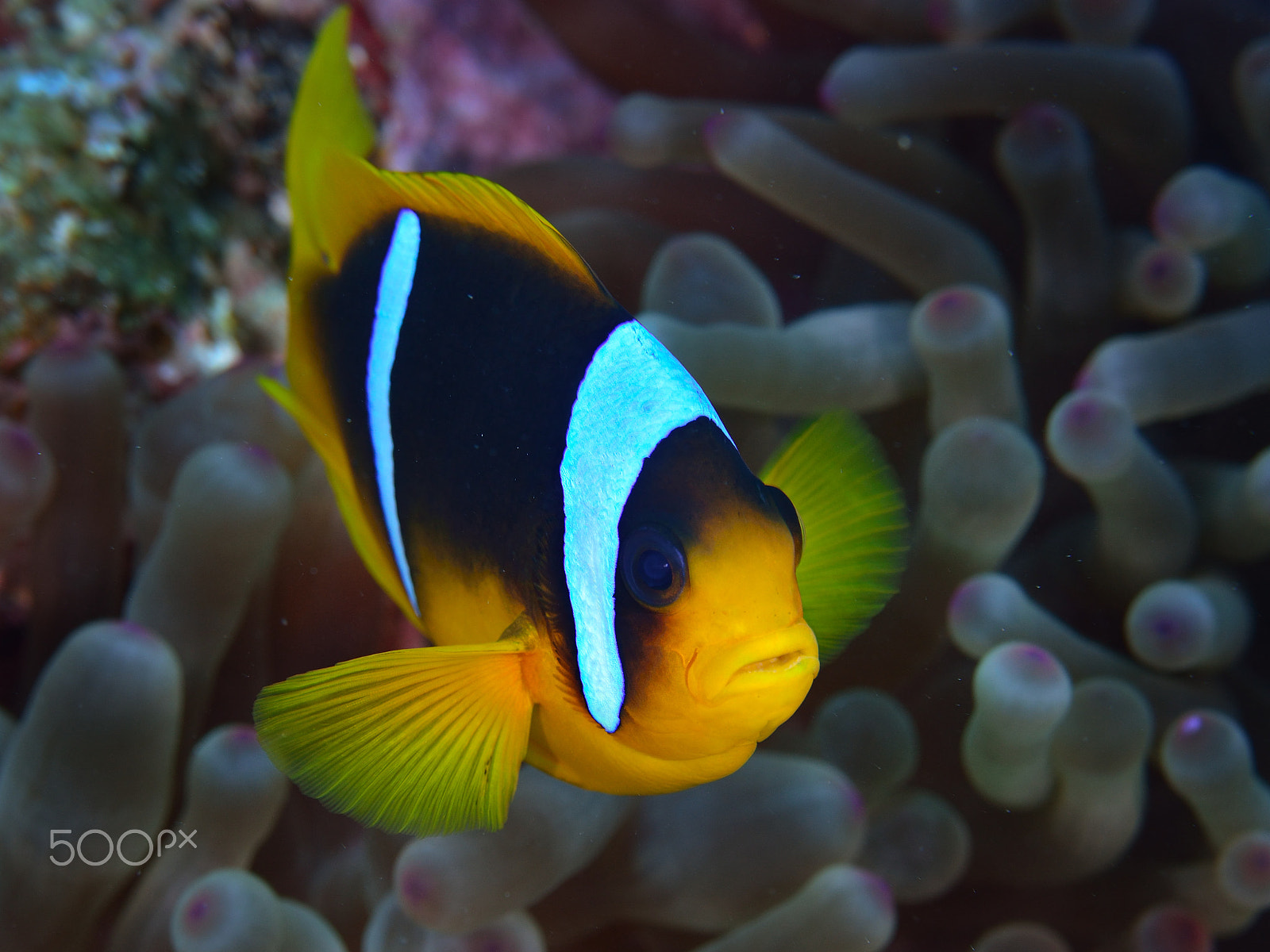 AF Zoom-Micro Nikkor 70-180mm f/4.5-5.6D ED sample photo. Anemone clownfish closeup photography