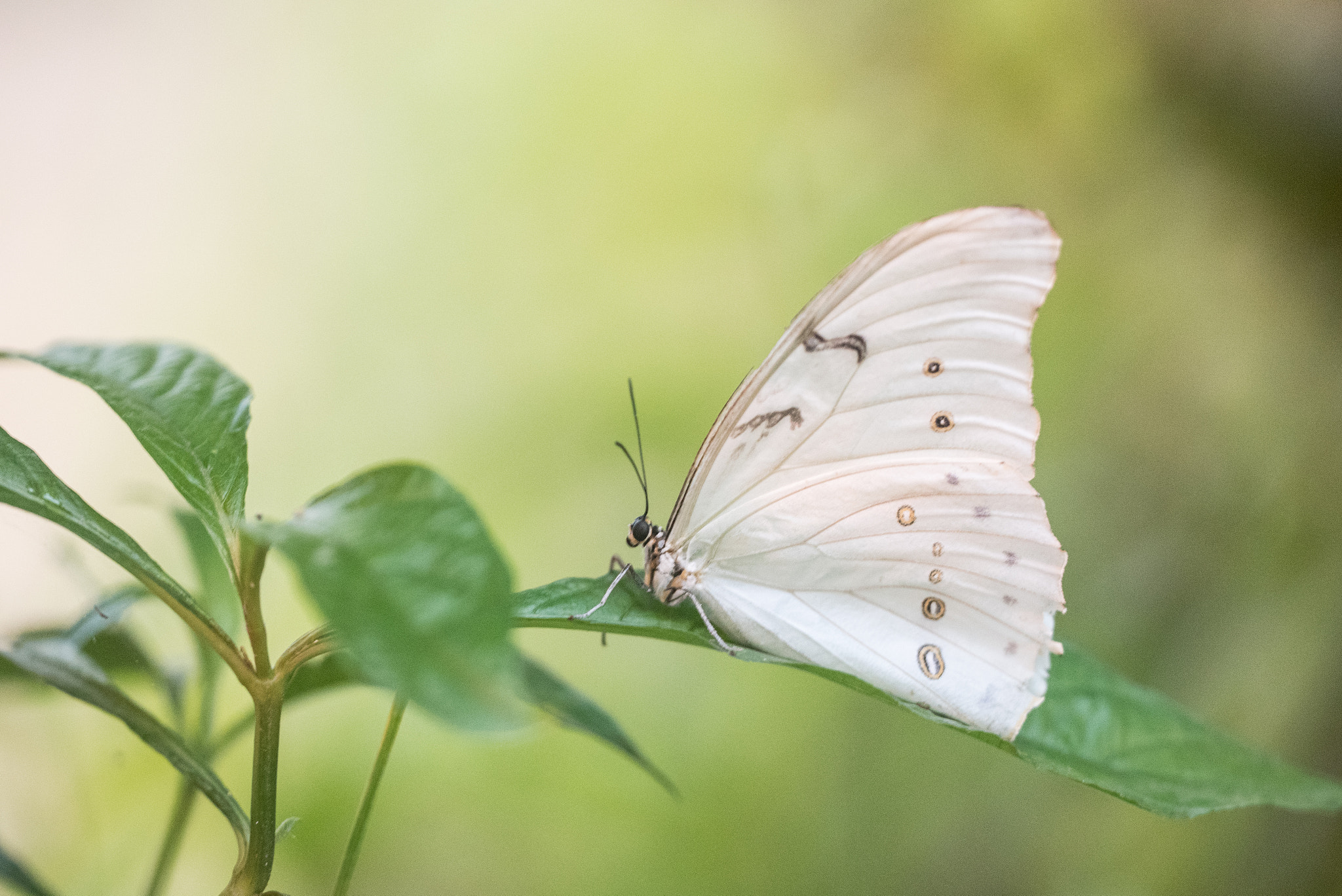 Sigma 150mm F2.8 EX DG OS Macro HSM sample photo. Morpho polyphemus photography