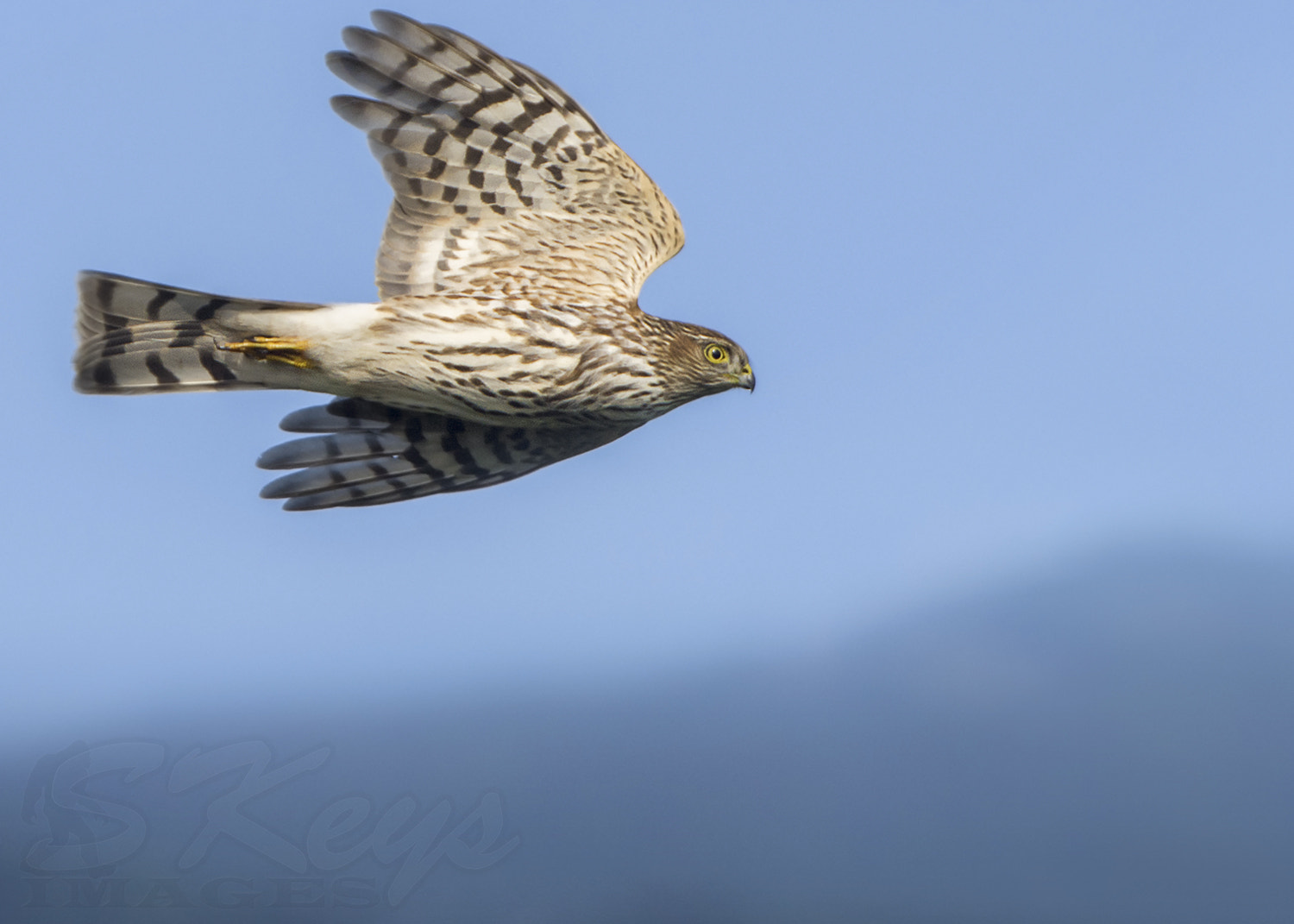 Sigma 500mm F4.5 EX DG HSM sample photo. Bank (sharp-shinned hawk) photography