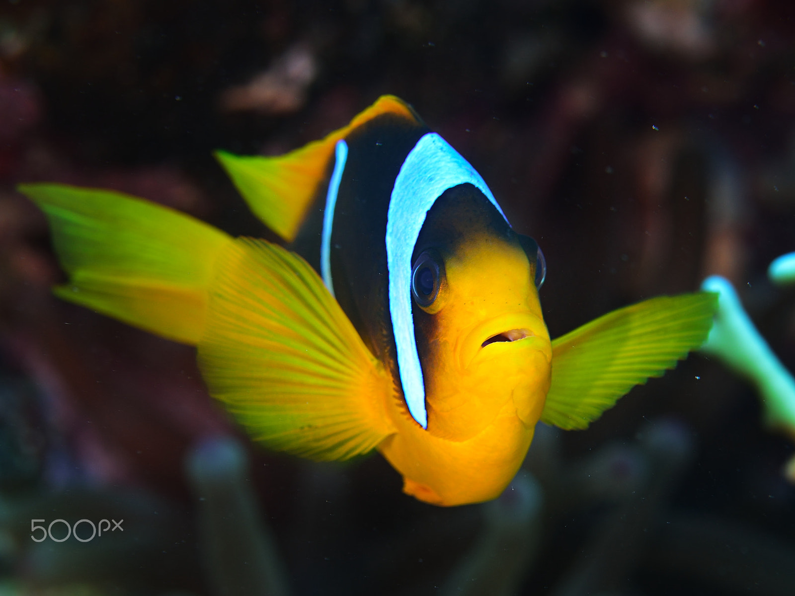 Nikon D800E sample photo. Anemone clownfish closeup ii photography