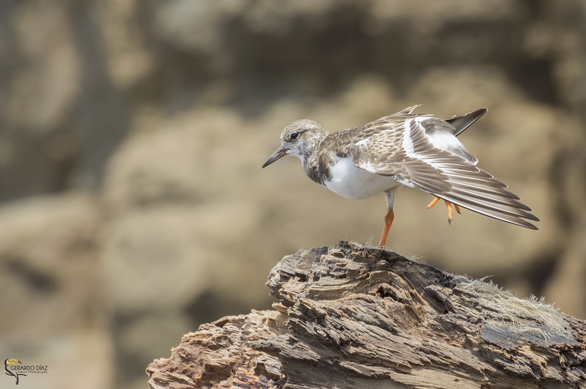 Pentax K-3 II + Sigma sample photo. Ruddy turnstone (arenaria interpres) photography