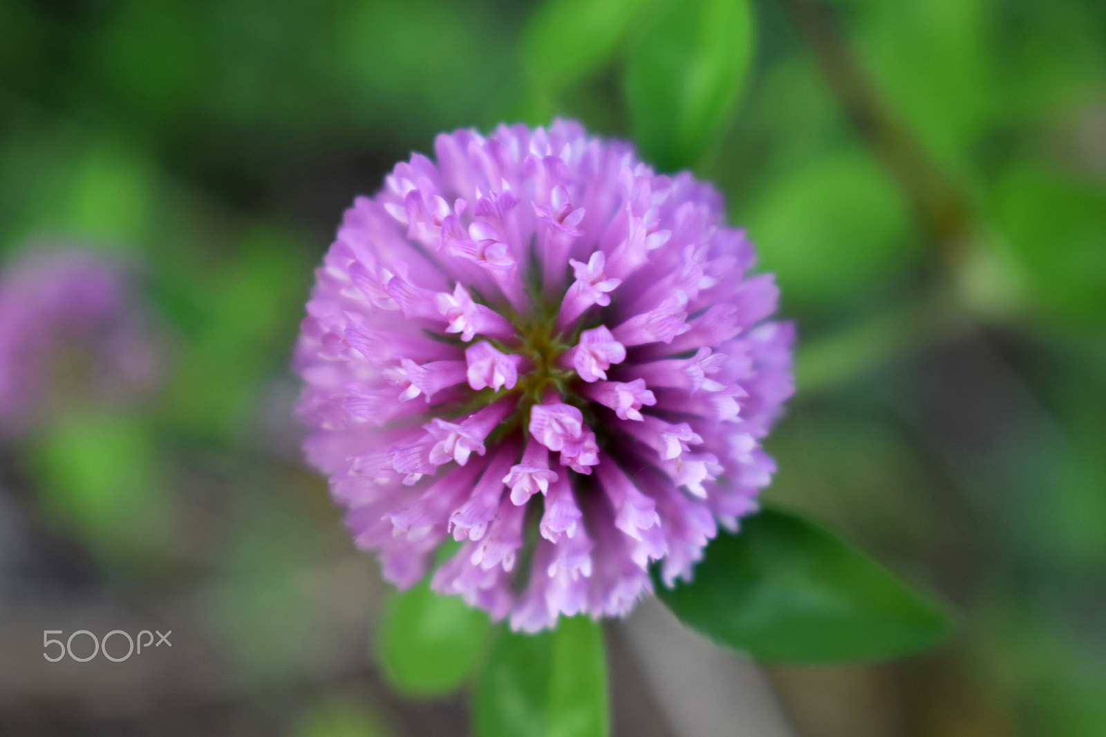 Sigma 150-500mm F5-6.3 DG OS HSM sample photo. Clover flower photography