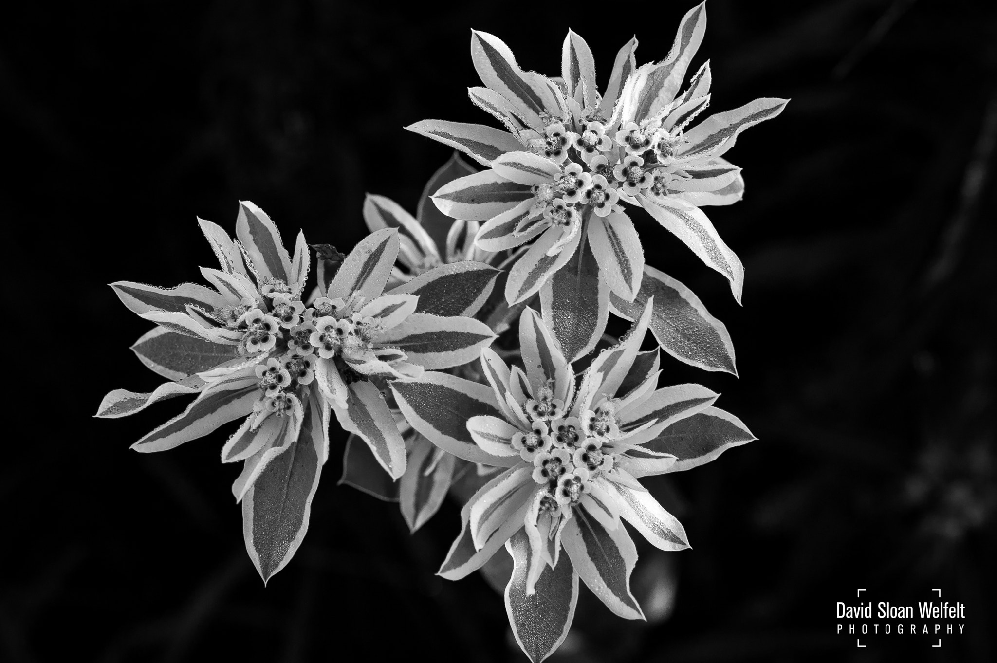 Nikon D70 + Sigma 70mm F2.8 EX DG Macro sample photo. Dew on snow-on-the-mountain in b&w photography