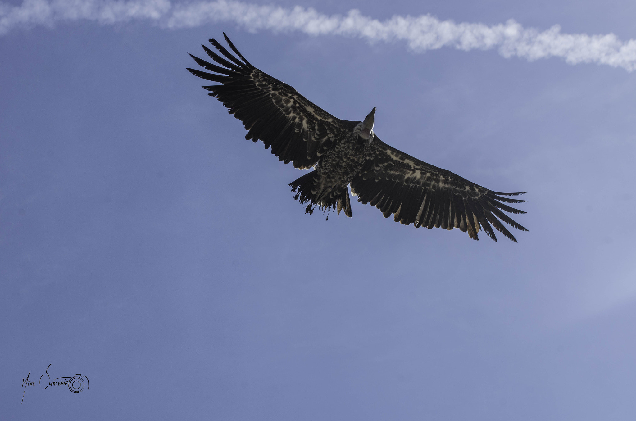 Pentax K-5 II sample photo. Vautour (puy du fou) photography