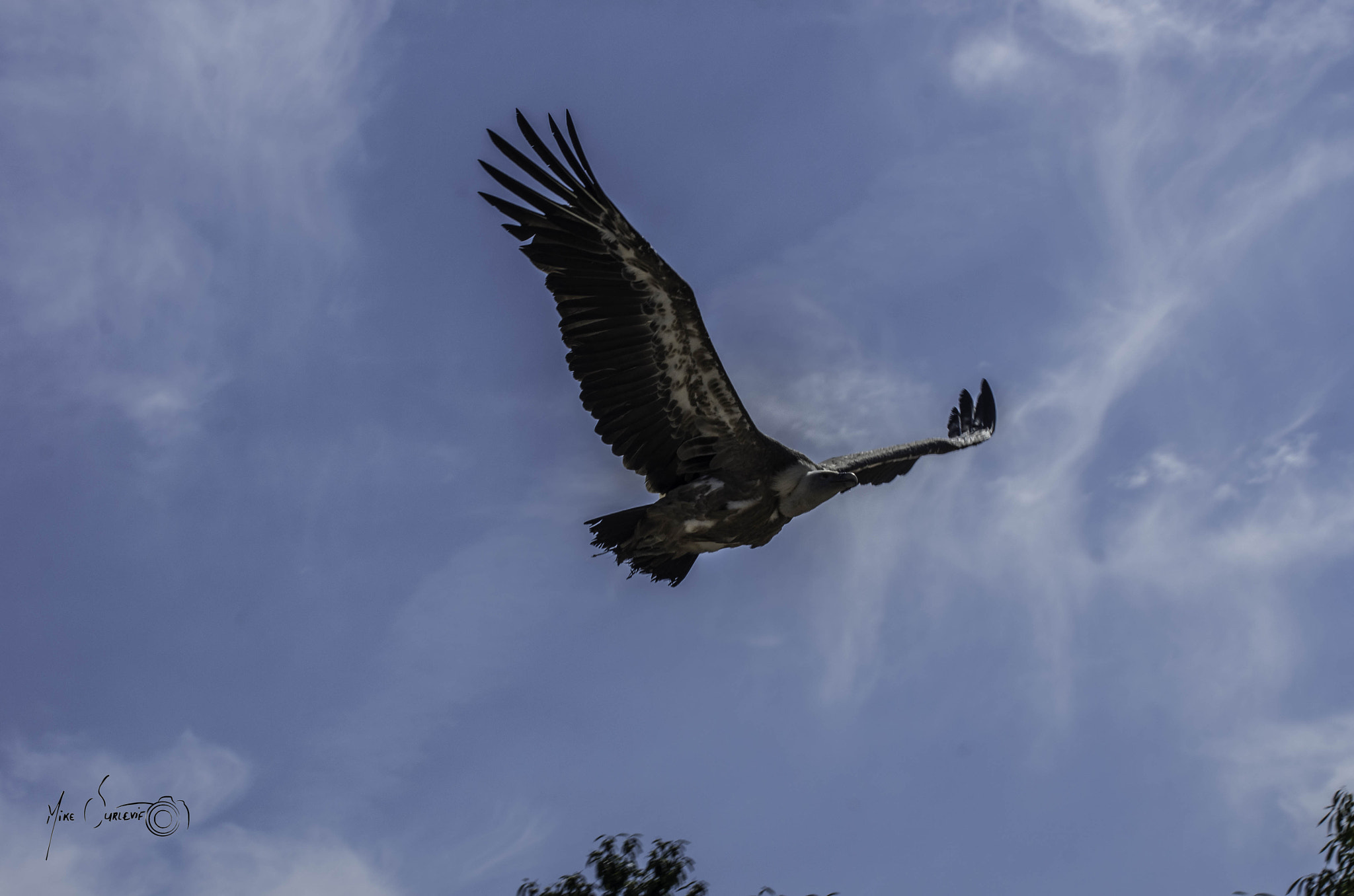 Pentax K-5 II sample photo. Vautour (puy du fou) photography