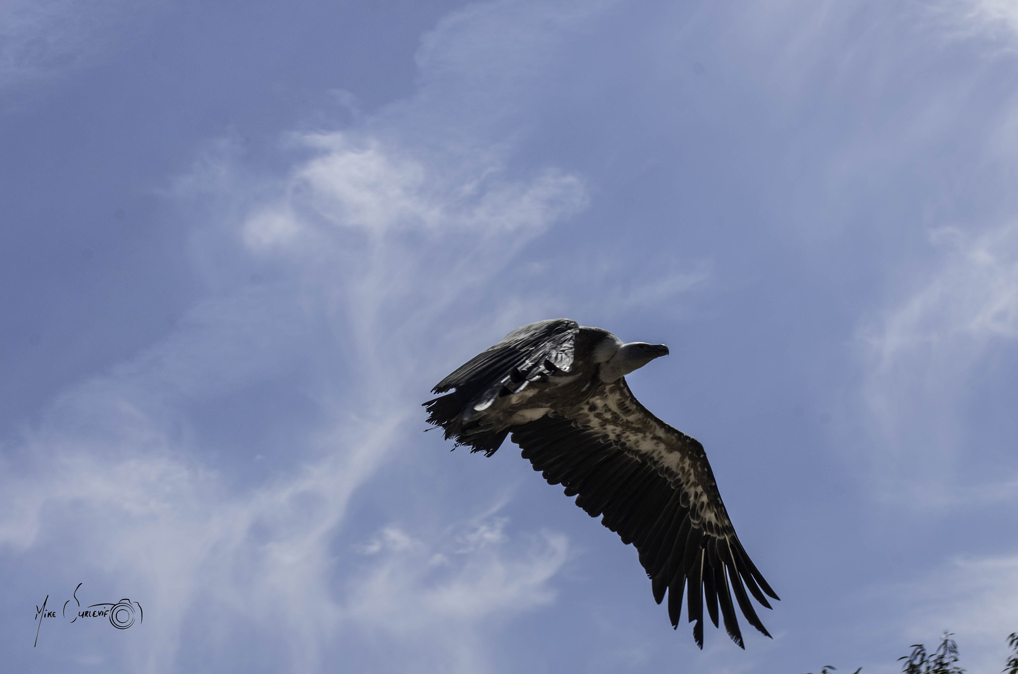 Pentax K-5 II sample photo. Vautour (puy du fou) photography