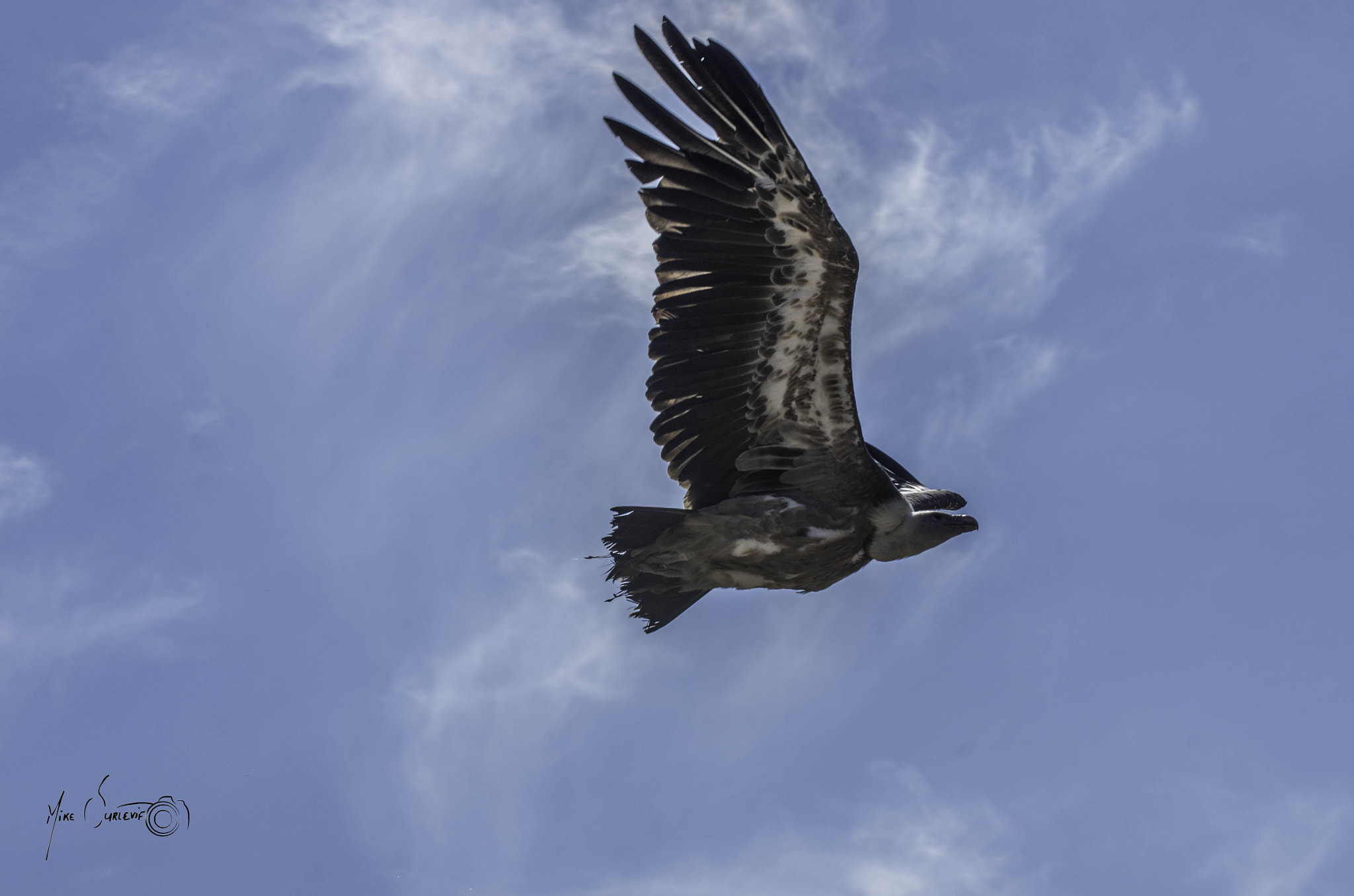 Pentax K-5 II sample photo. Vautour (puy du fou) photography