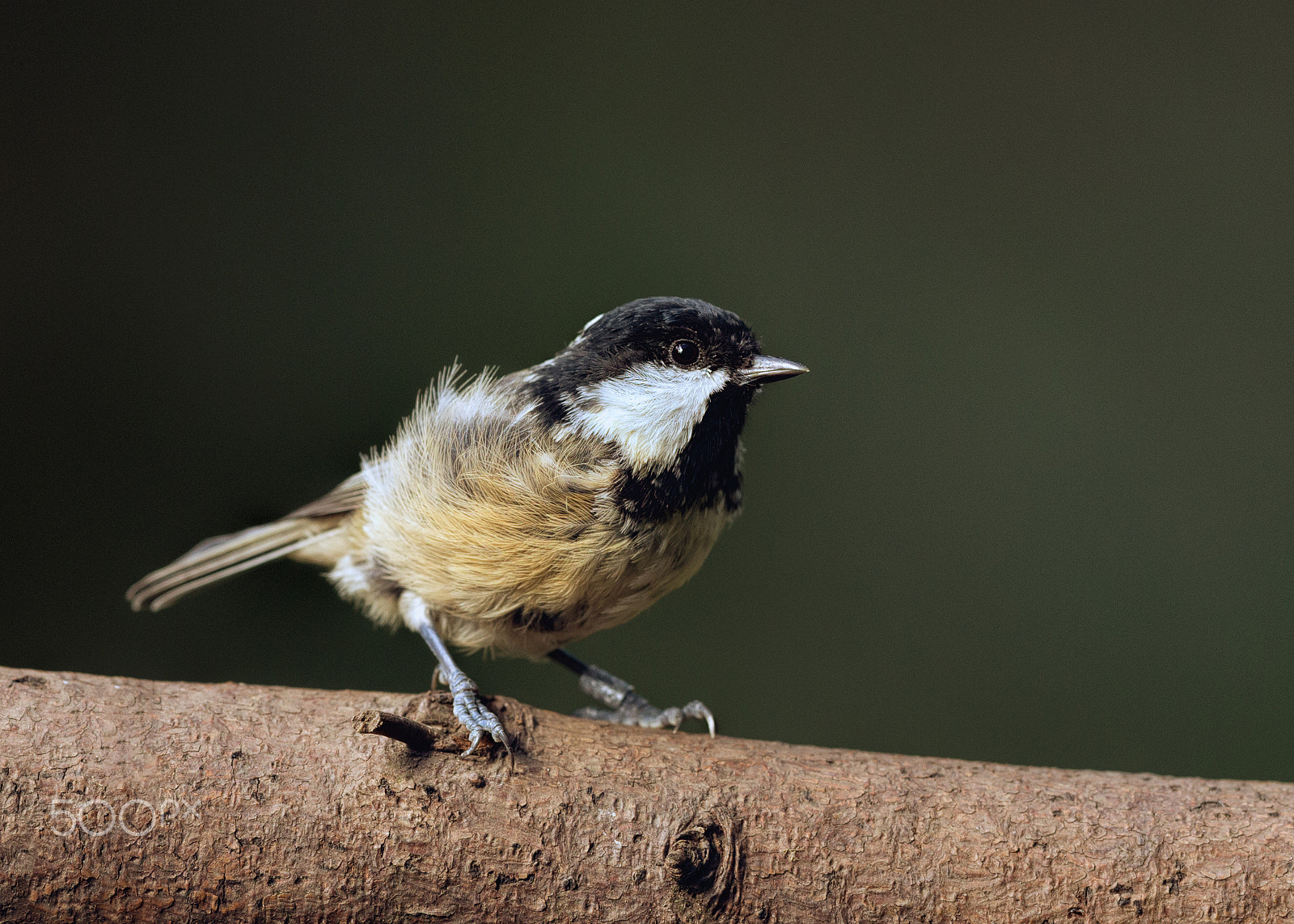 Canon EF 500mm F4L IS II USM sample photo. Coaltit photography