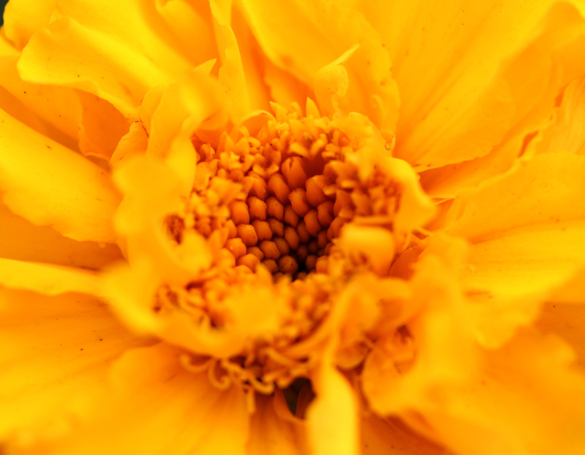 Canon EOS 60D + Canon EF 100mm F2.8L Macro IS USM sample photo. Cr photography