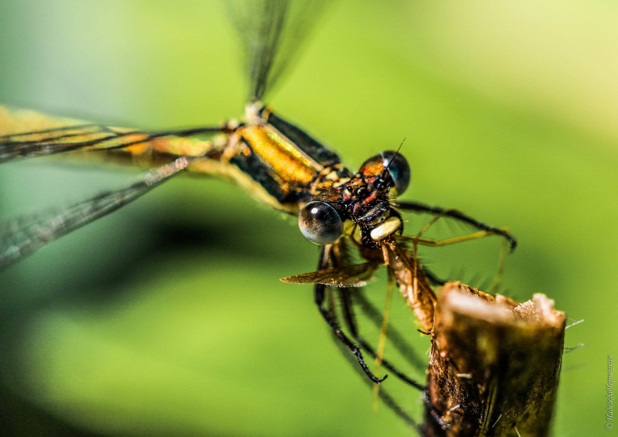 Canon EF 100mm F2.8L Macro IS USM sample photo. Ужин стрекозы photography