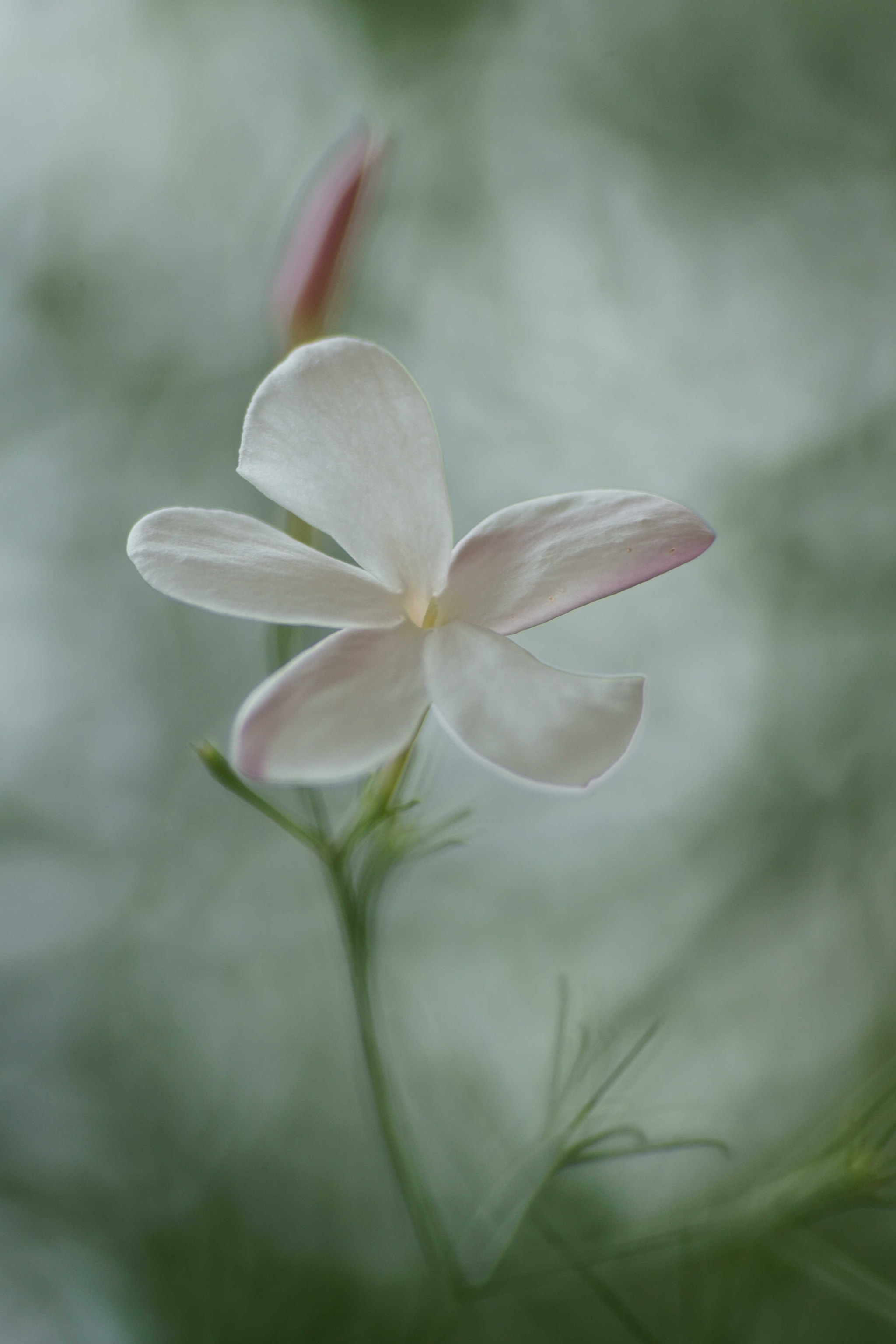 Sony a6000 + Tamron SP AF 90mm F2.8 Di Macro sample photo. Jazmin photography