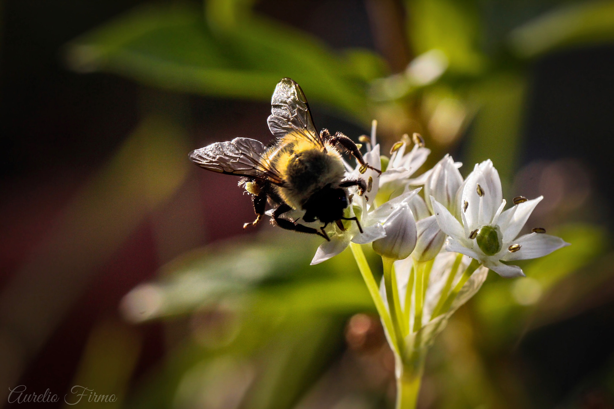 Canon EF 100mm F2.8L Macro IS USM sample photo. Bug macro photography
