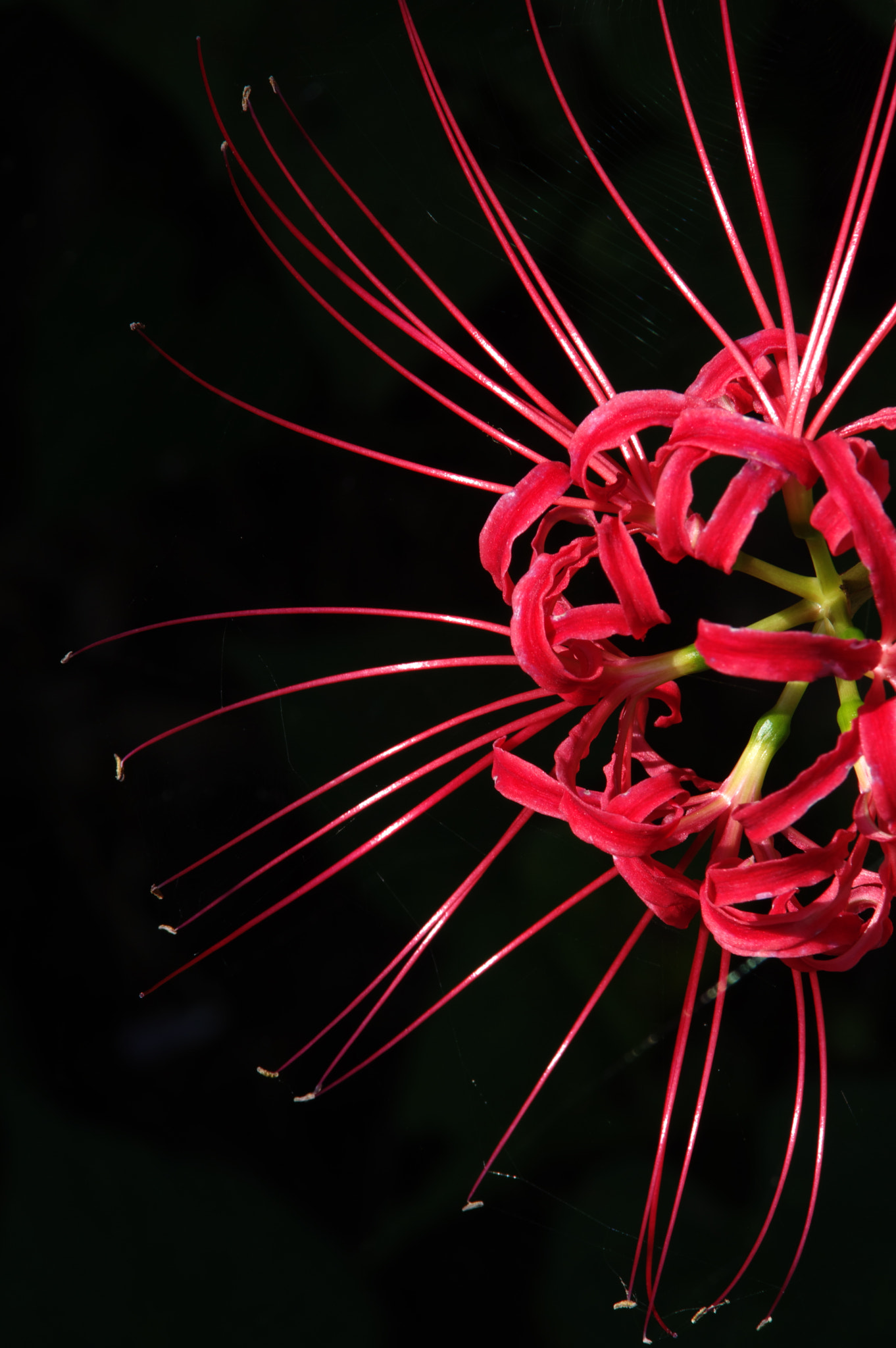 Pentax K-3 sample photo. Cluster amaryllis photography