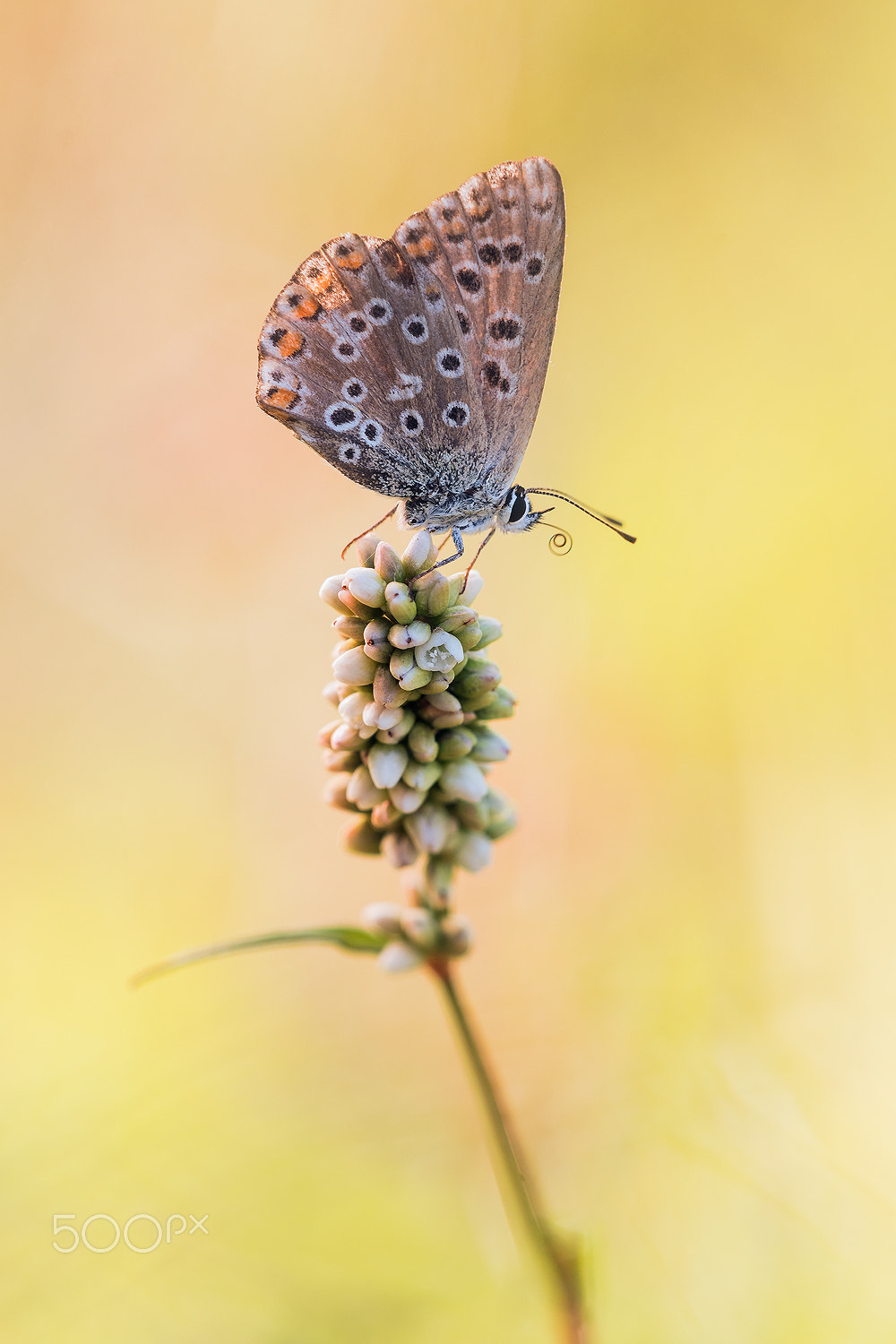 Nikon D500 + Sigma 150mm F2.8 EX DG Macro HSM sample photo. Lycaenidae photography