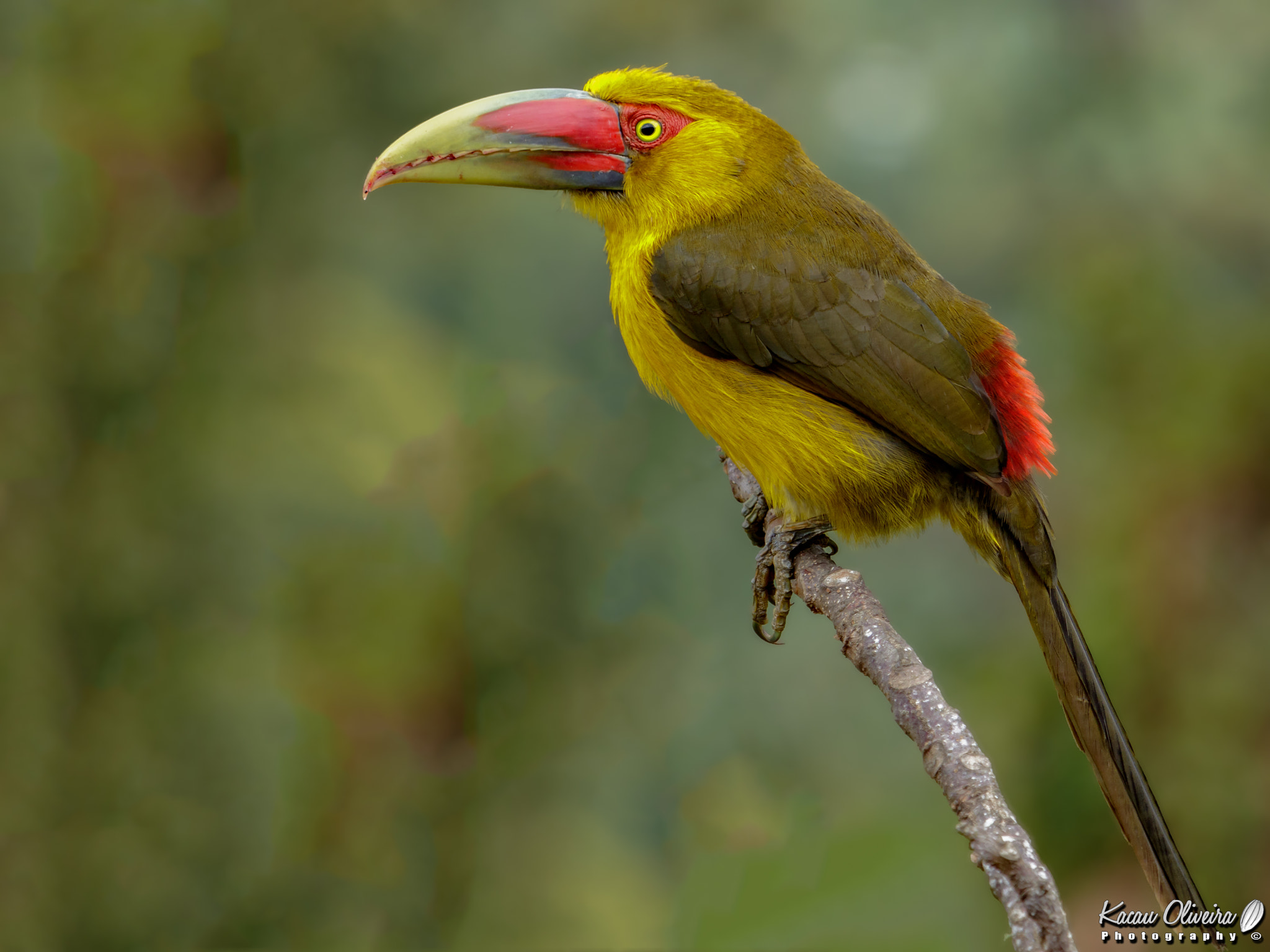Canon EF-S 55-250mm F4-5.6 IS STM sample photo. Saffron toucanet - pteroglossus bailloni photography