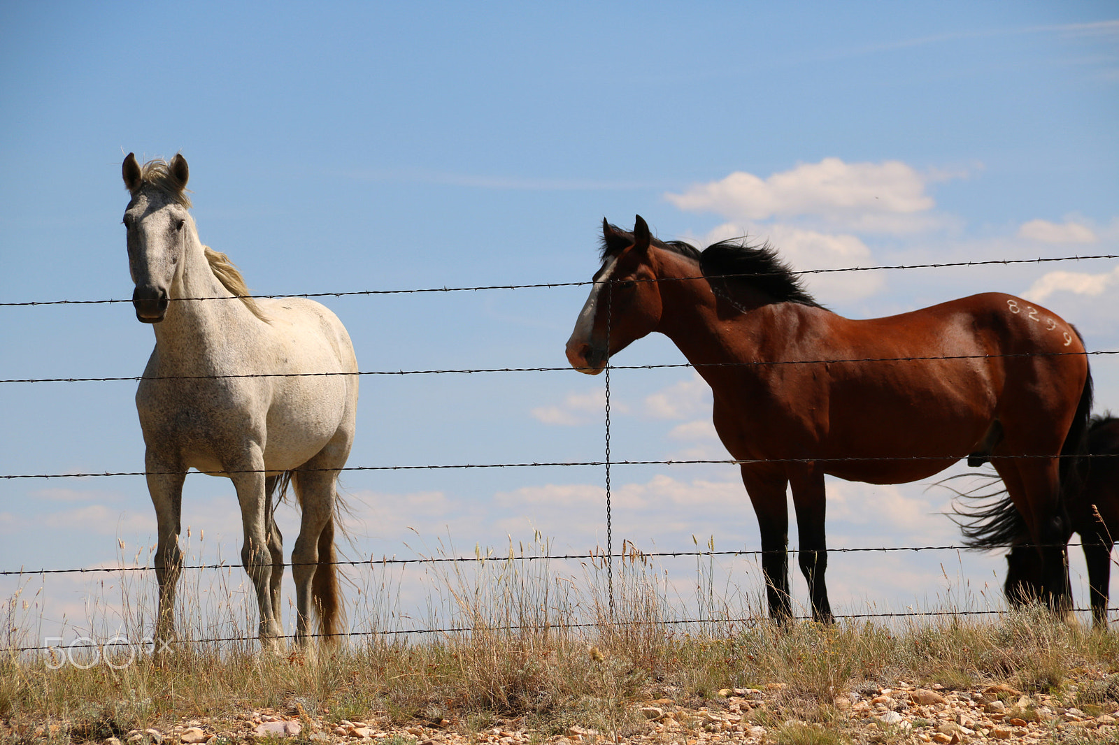 Canon EOS 750D (EOS Rebel T6i / EOS Kiss X8i) sample photo. Horses 5153 photography