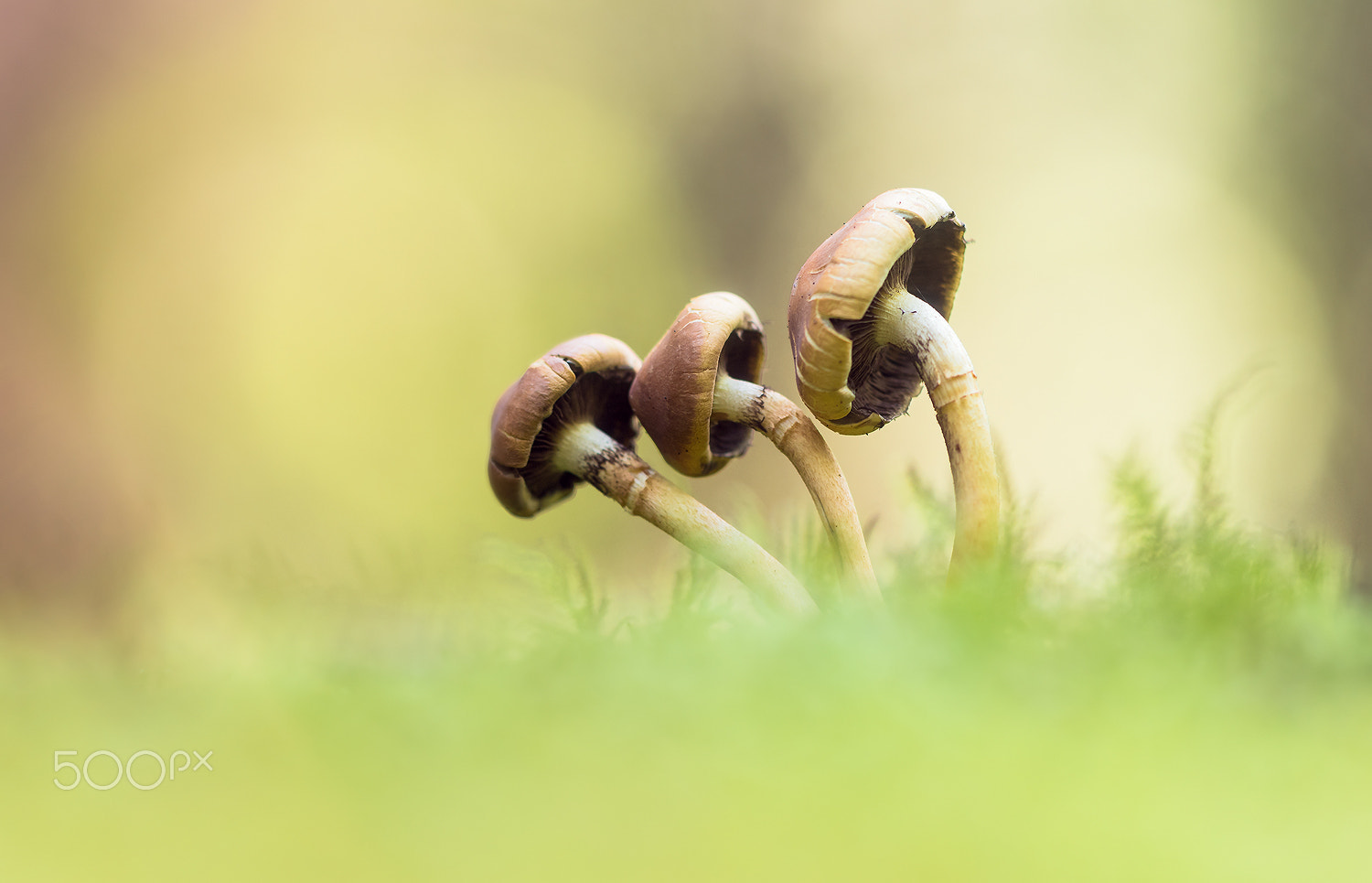 Nikon D500 + Sigma 150mm F2.8 EX DG Macro HSM sample photo. Mushrooms photography