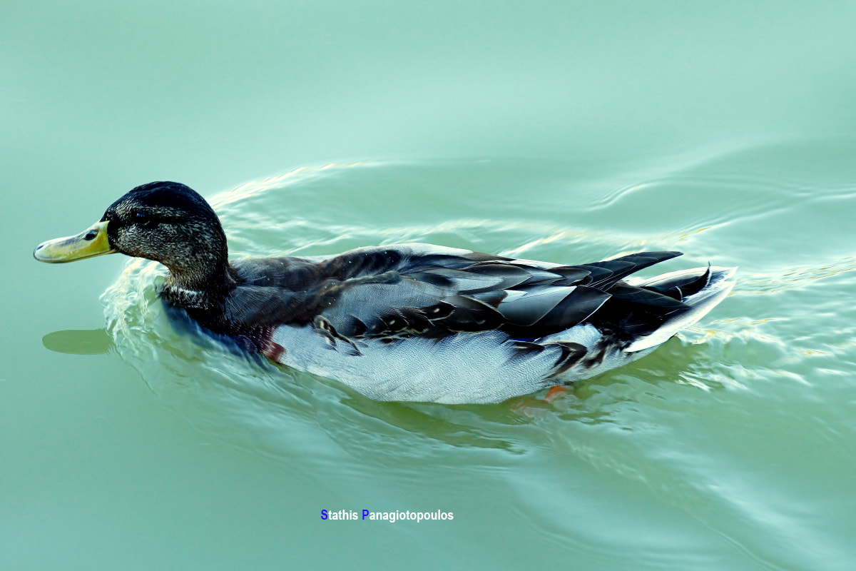 Tamron SP 70-300mm F4-5.6 Di USD sample photo. Duck photography
