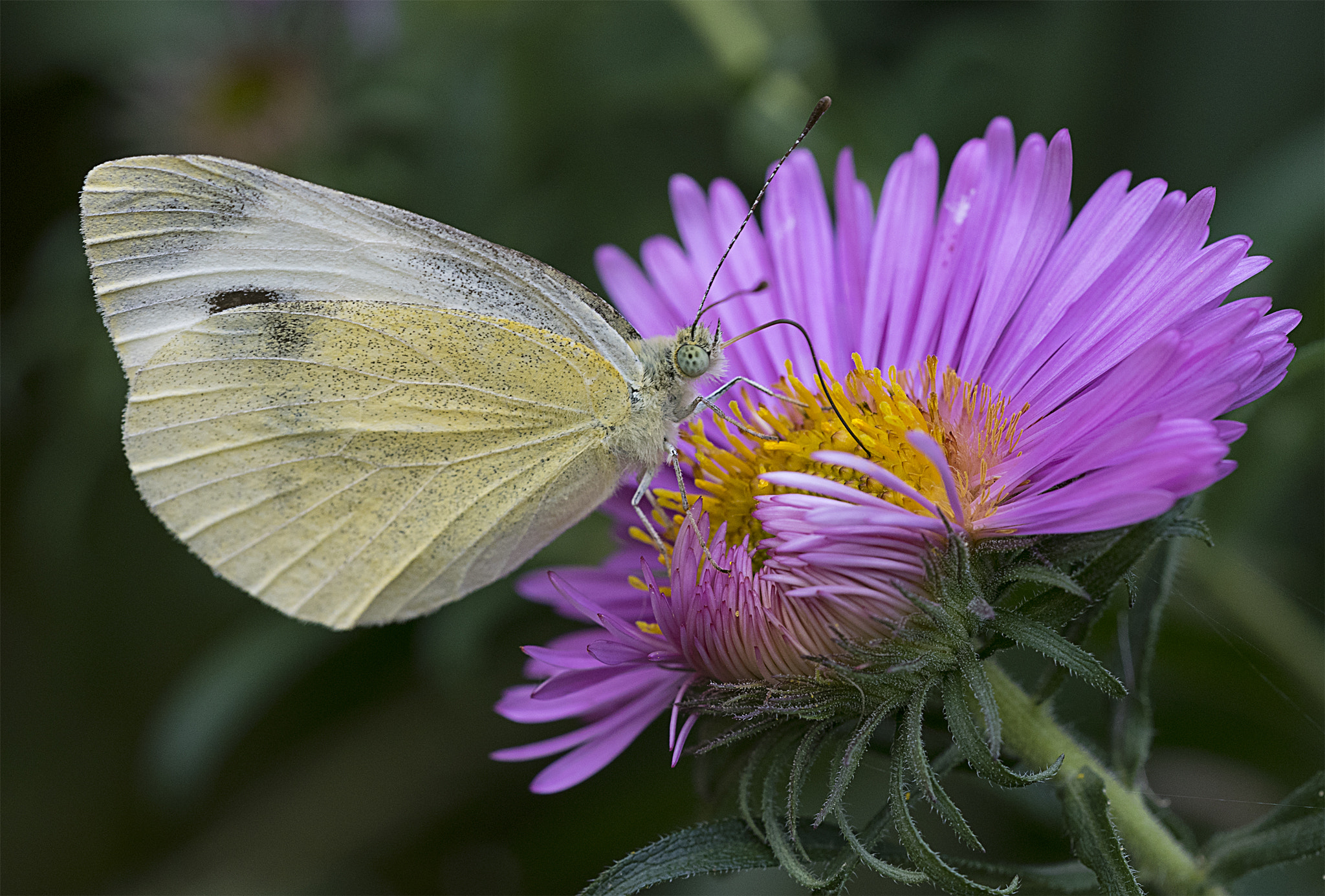 Nikon D750 + Sigma 150mm F2.8 EX DG OS Macro HSM sample photo. Late summer impression photography