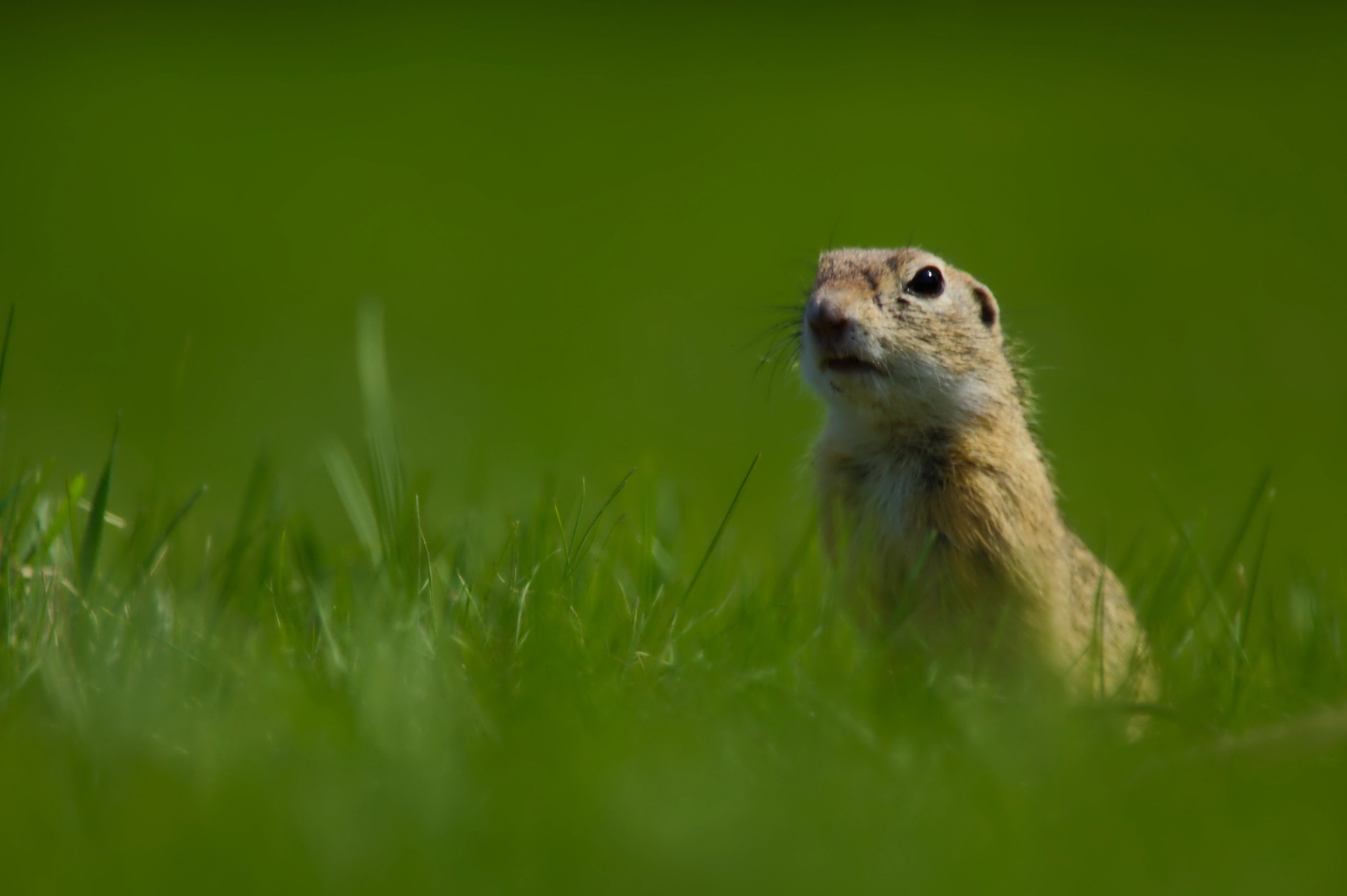 Canon EF 100-400mm F4.5-5.6L IS USM sample photo. Gopher in the sun photography