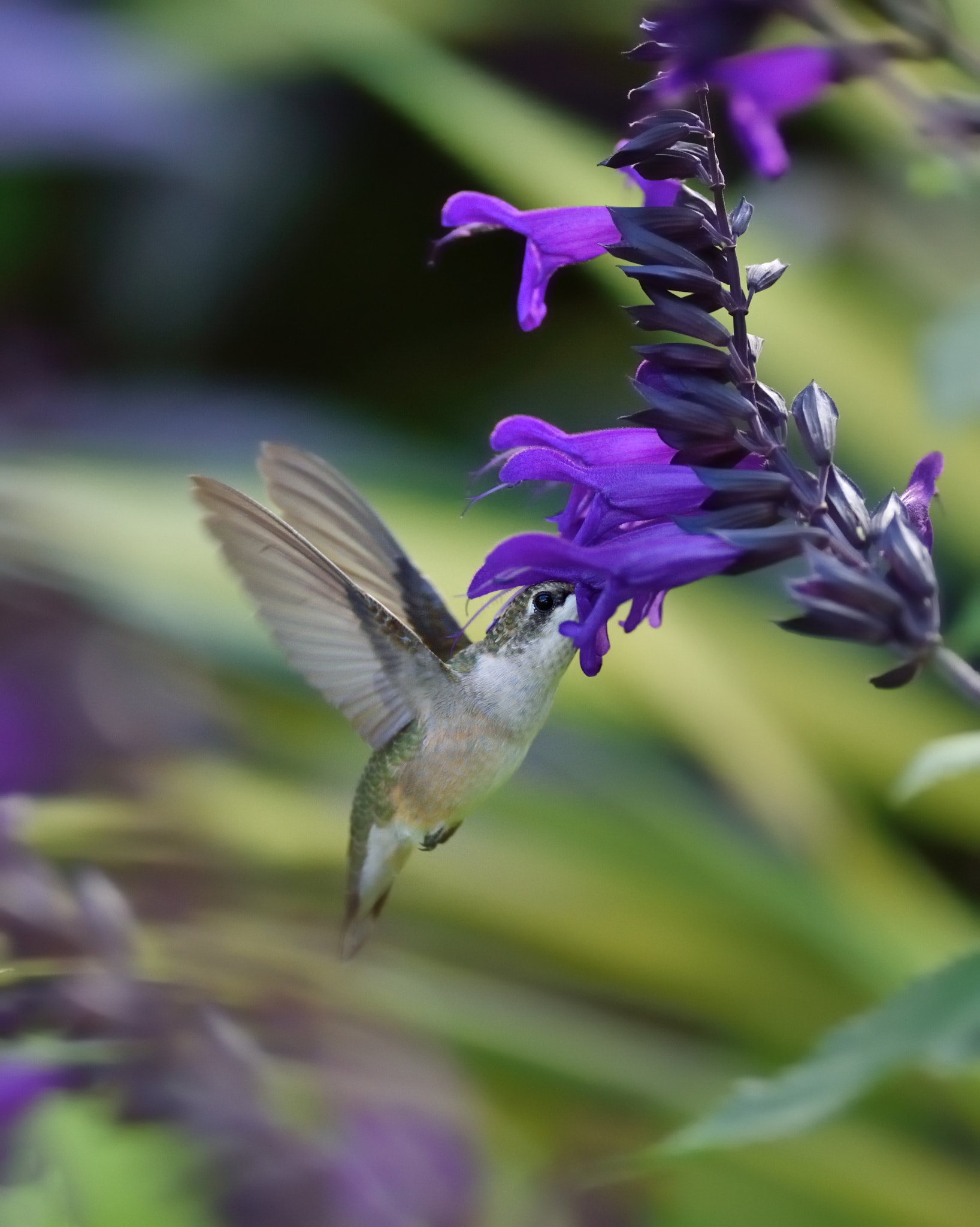 AF-S Nikkor 300mm f/2.8D IF-ED II sample photo. H9 photography