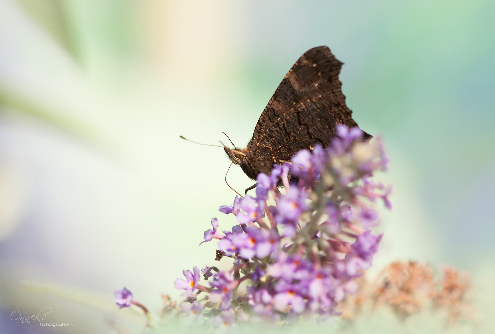 Canon EF 100mm F2.8 Macro USM sample photo. Indian summer story photography