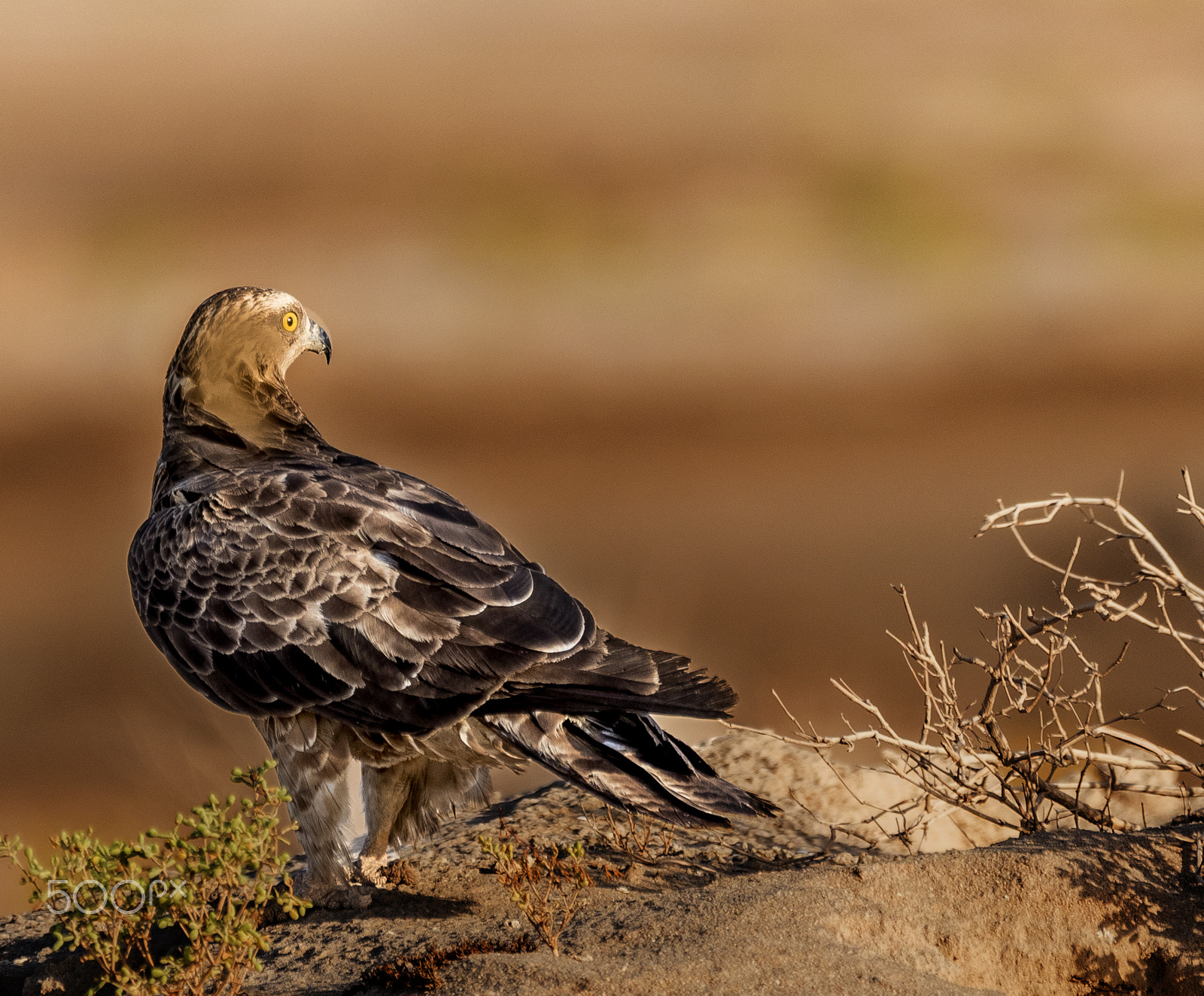 Sigma 150-600mm F5-6.3 DG OS HSM | C sample photo. Migration photography