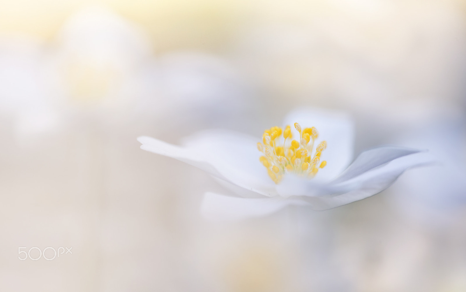 Nikon D700 + Sigma 150mm F2.8 EX DG Macro HSM sample photo. Anemone nemorosa photography