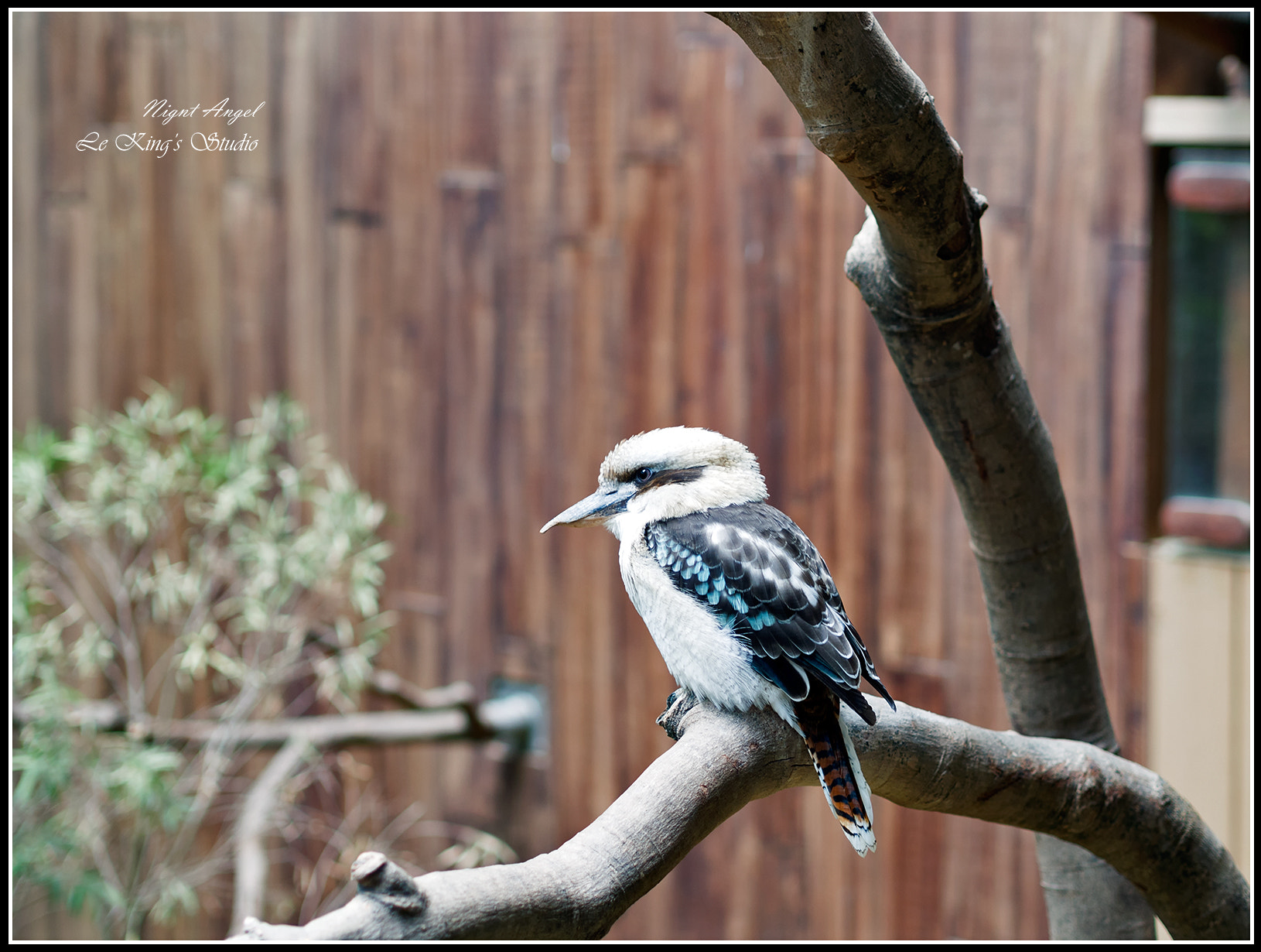 Olympus PEN E-PL6 sample photo. 笑翠鳥 • dacelo novaeguineae photography