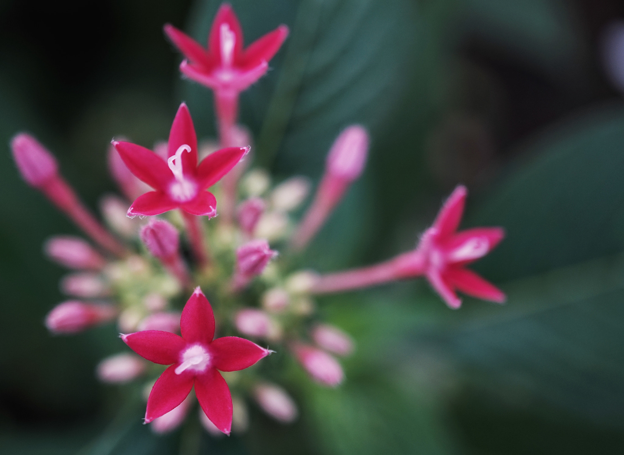 Sony Alpha a5000 (ILCE 5000) + Sony E 30mm F3.5 sample photo. Cutie pink photography