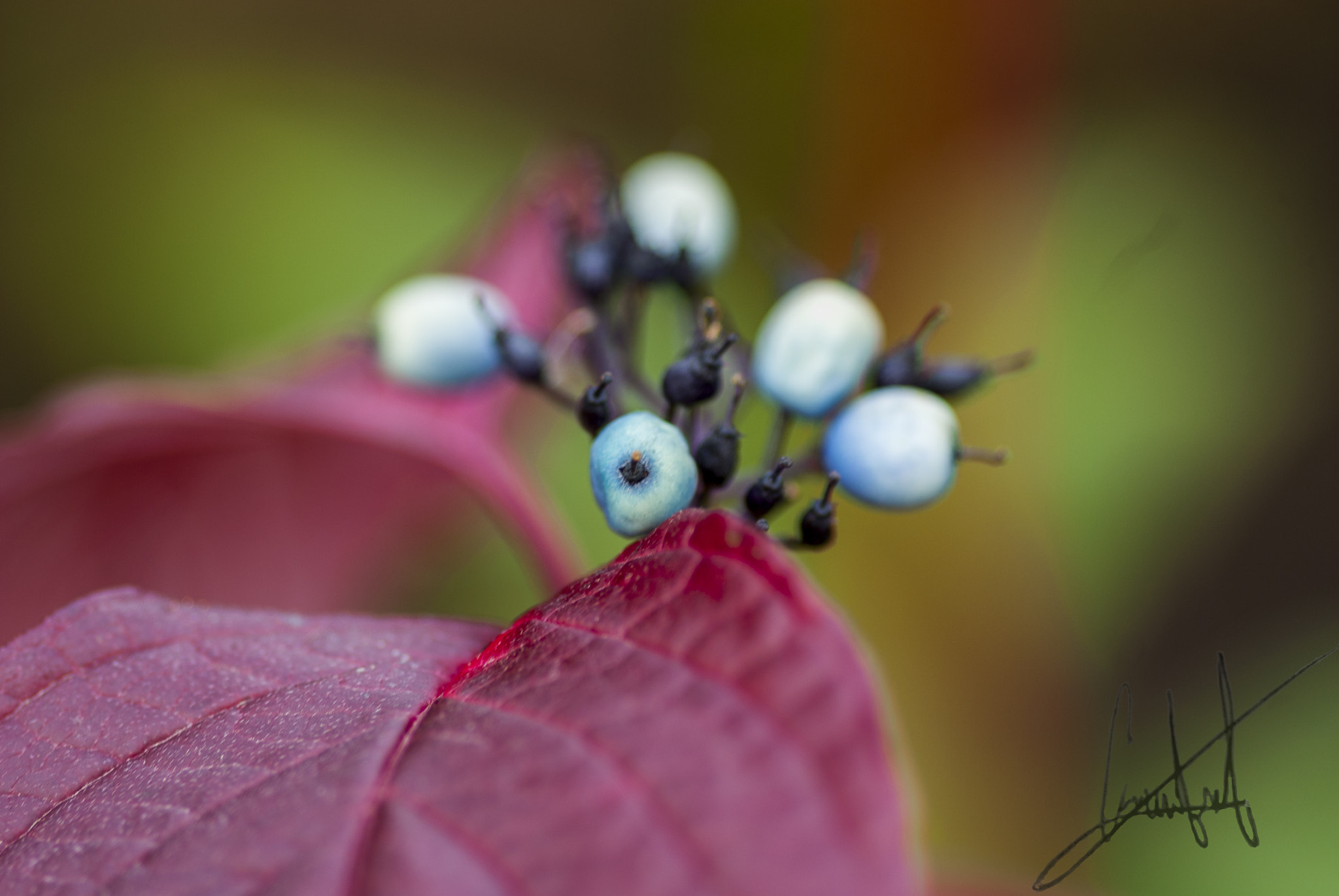 Nikon D200 sample photo. New plant photography