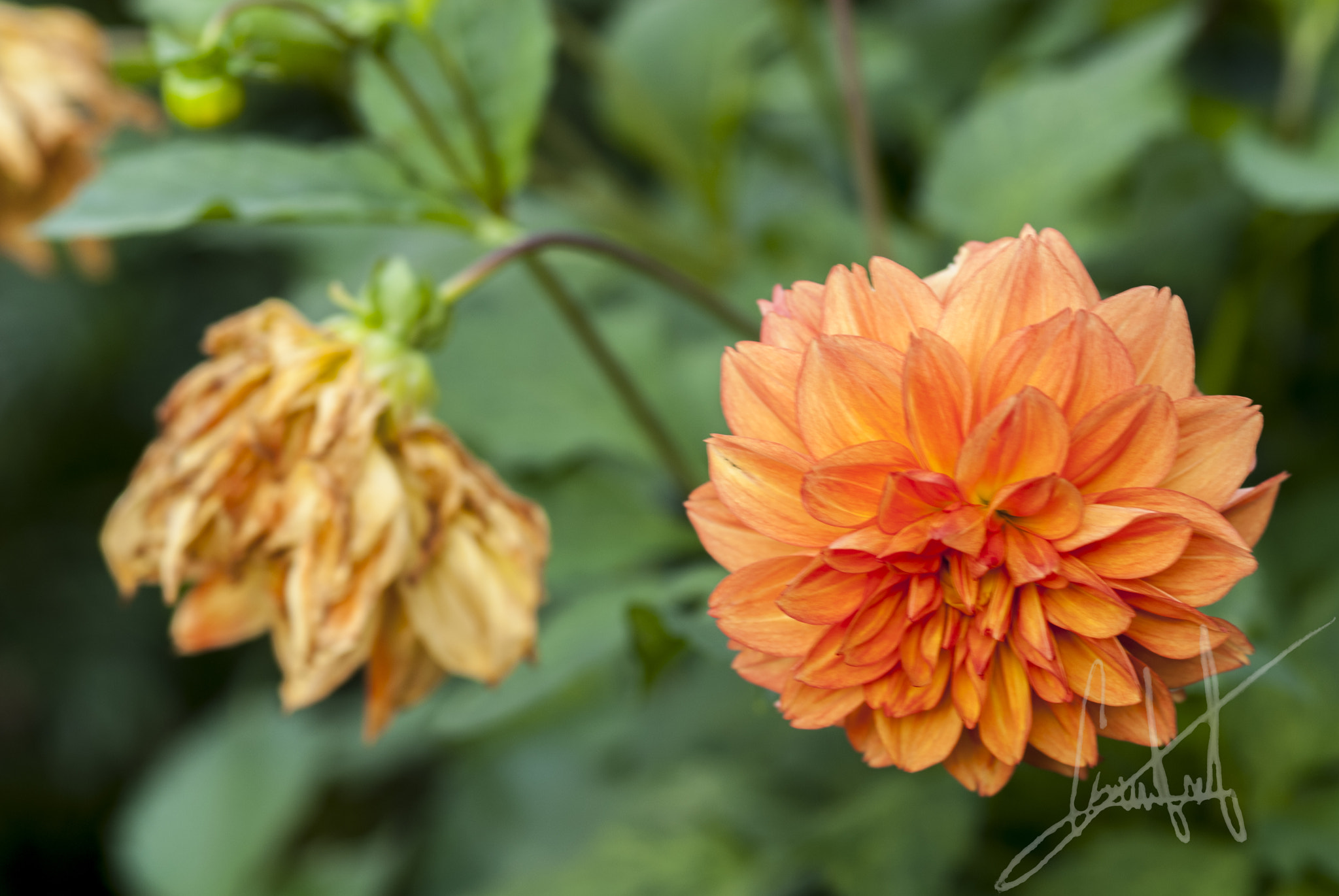 Nikon D200 sample photo