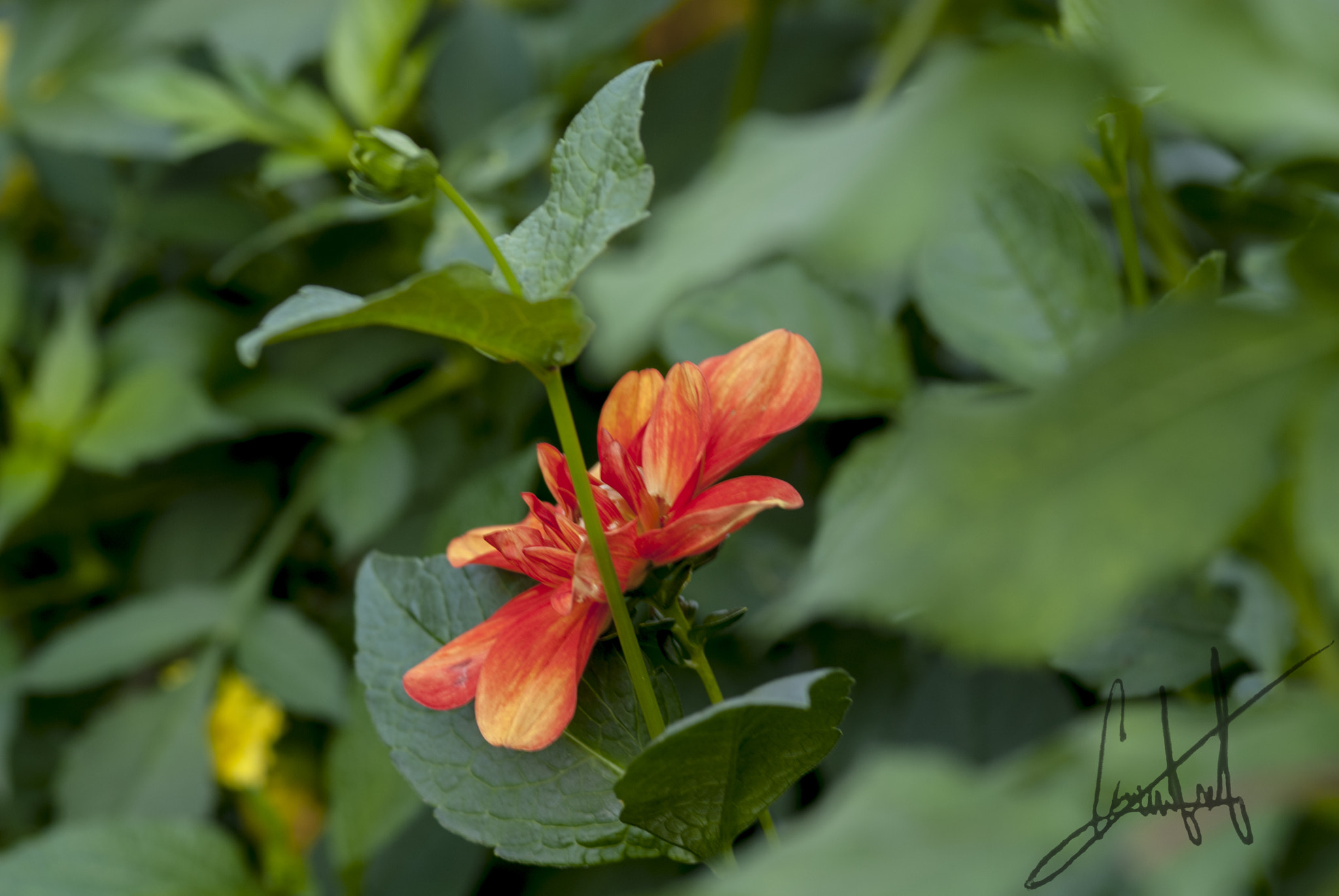 Nikon D200 sample photo
