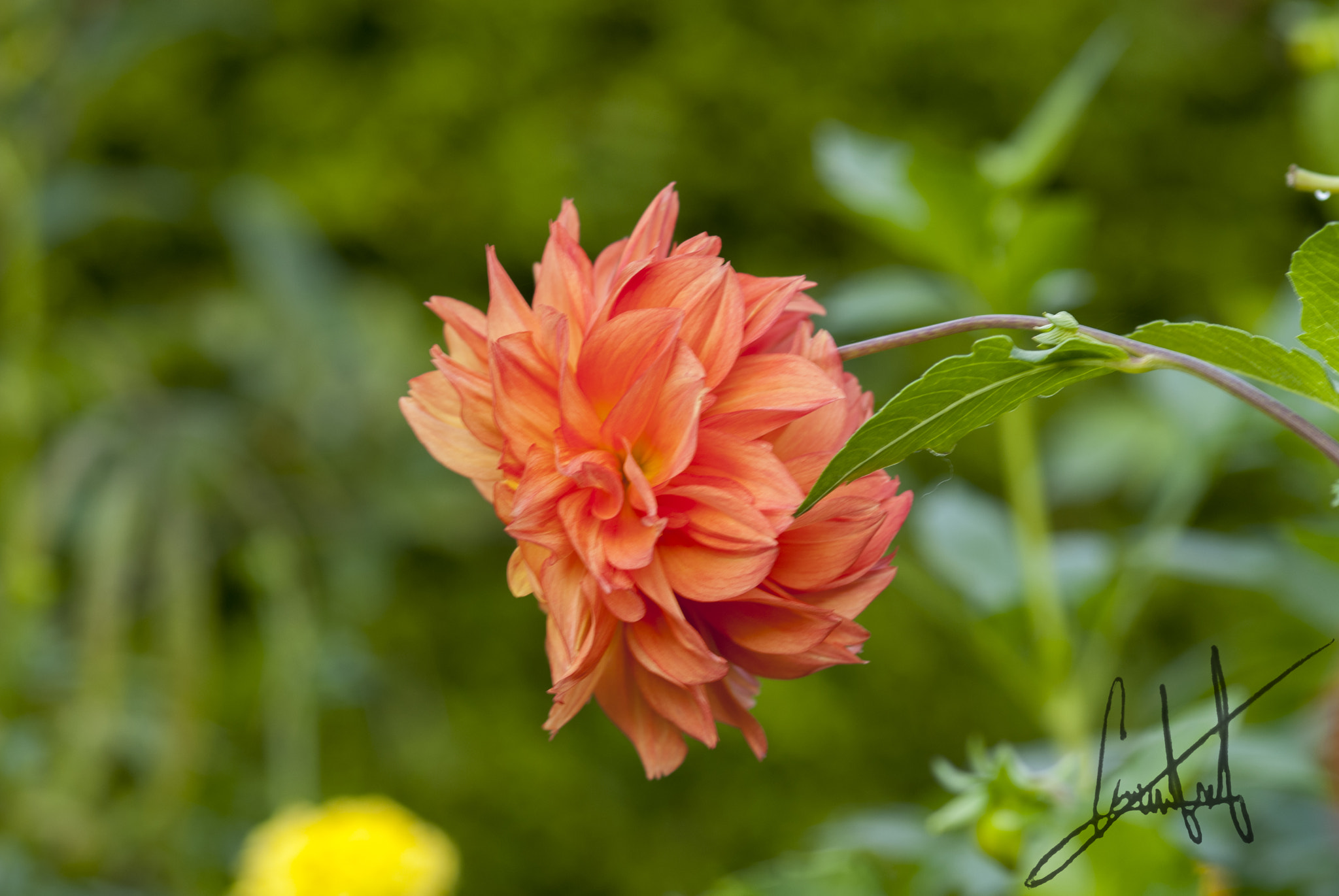 Nikon D200 sample photo