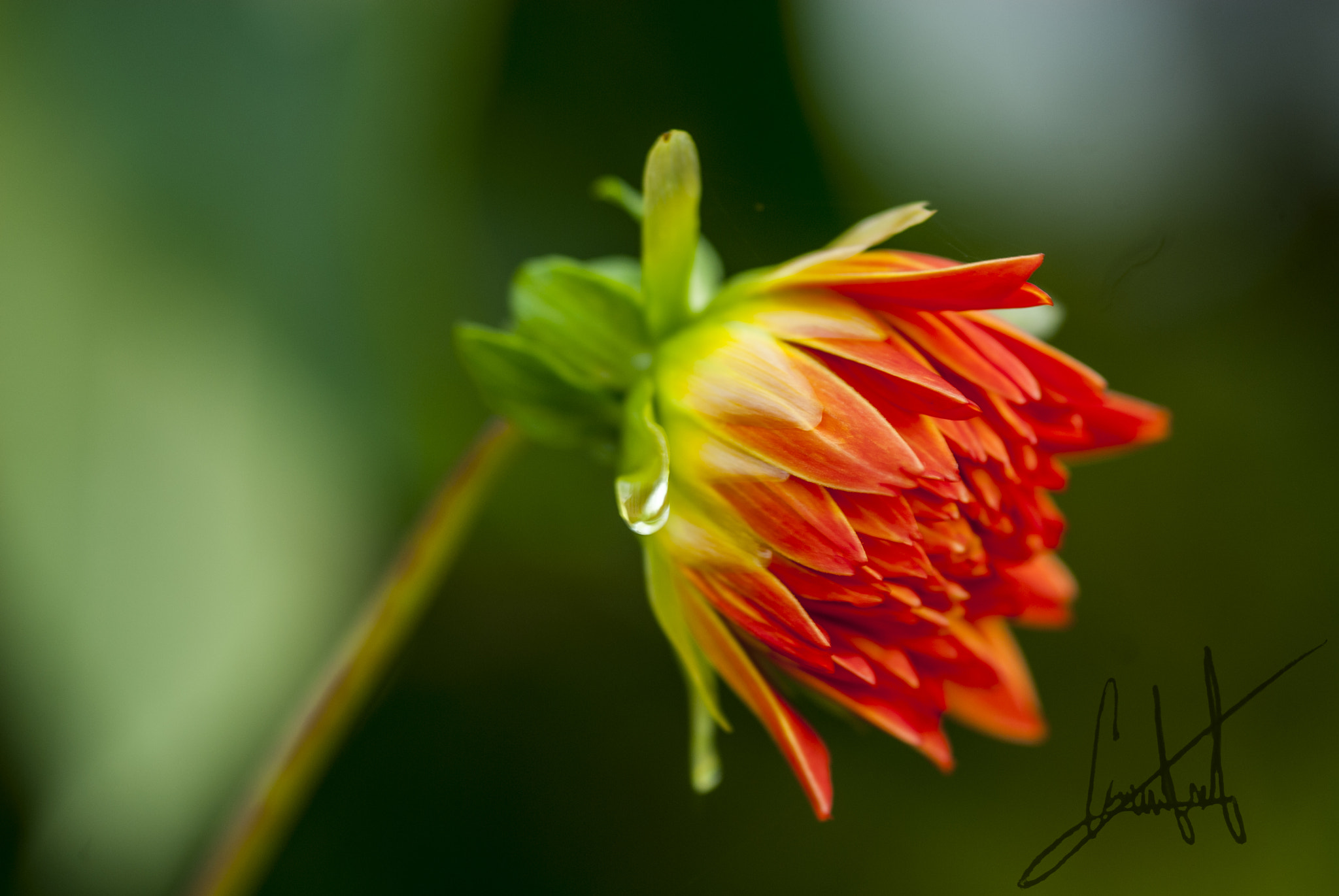 Nikon D200 sample photo