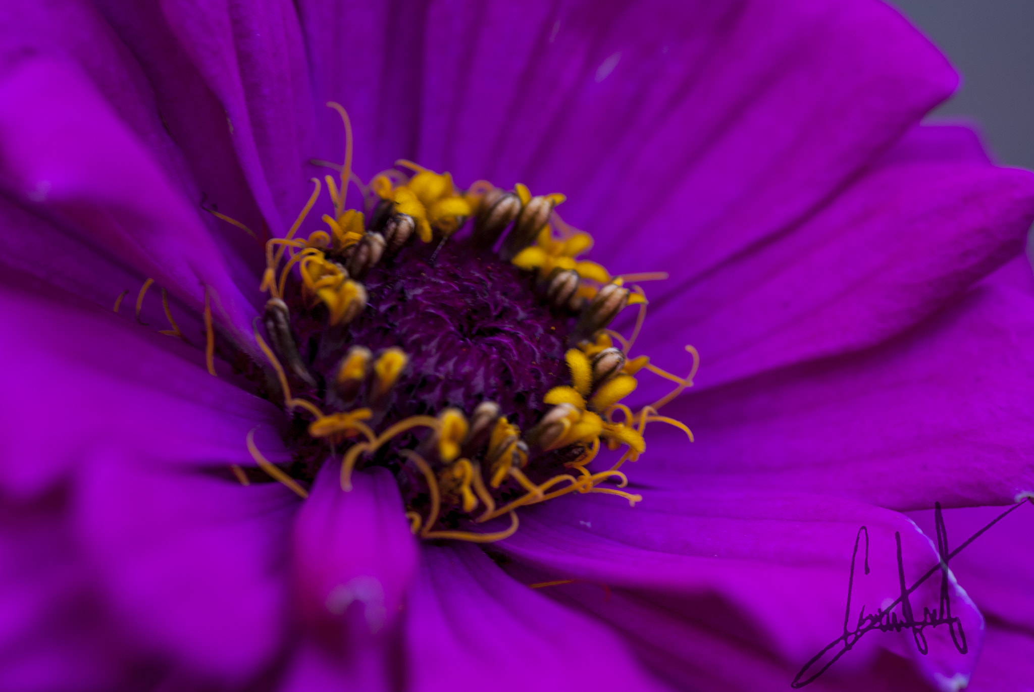 Nikon D200 sample photo