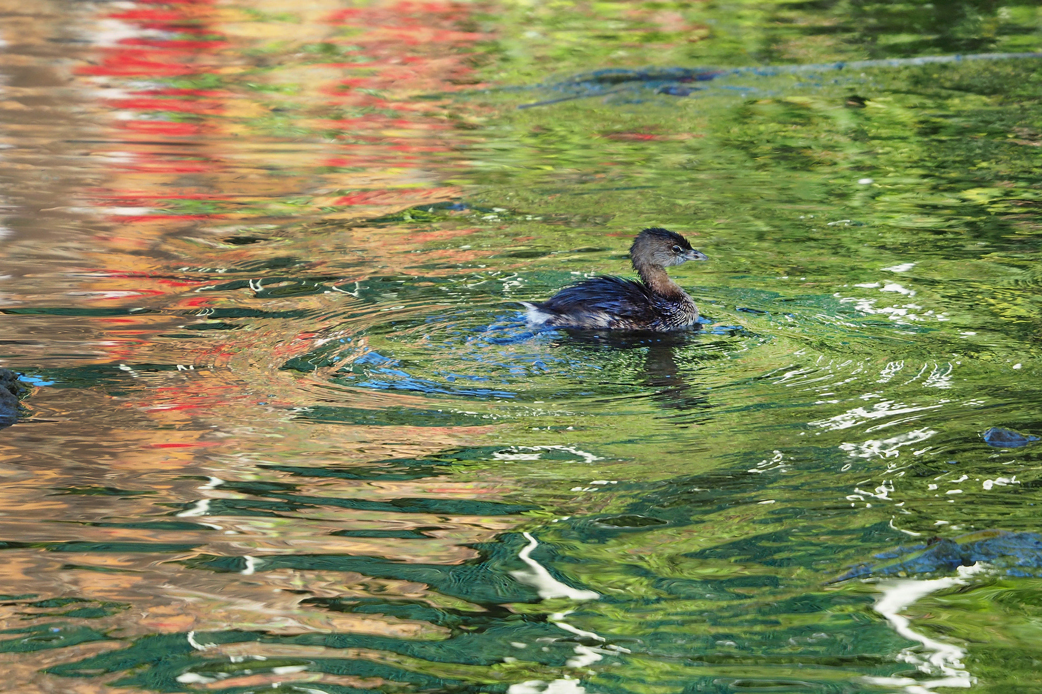 Olympus OM-D E-M5 II sample photo. Playful stream photography