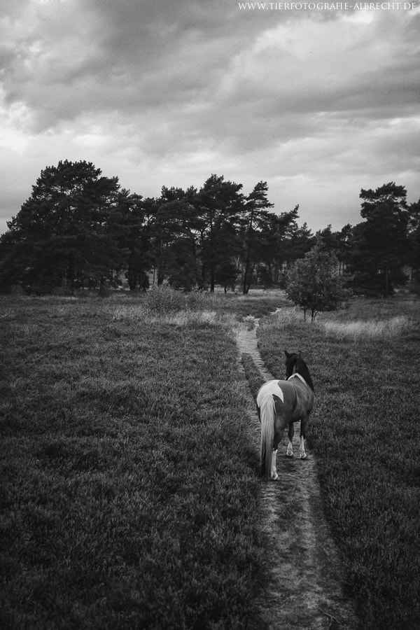 Canon EOS-1D Mark III sample photo. Far away photography