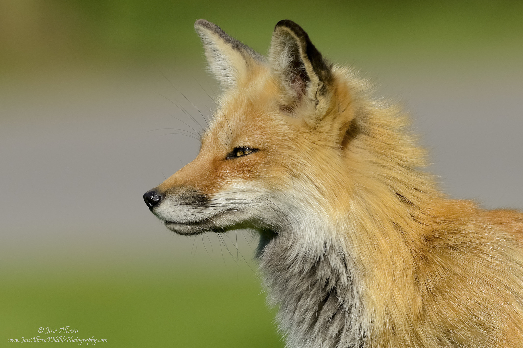Nikon AF-S Nikkor 500mm F4D ED-IF II sample photo. Fox portrait photography