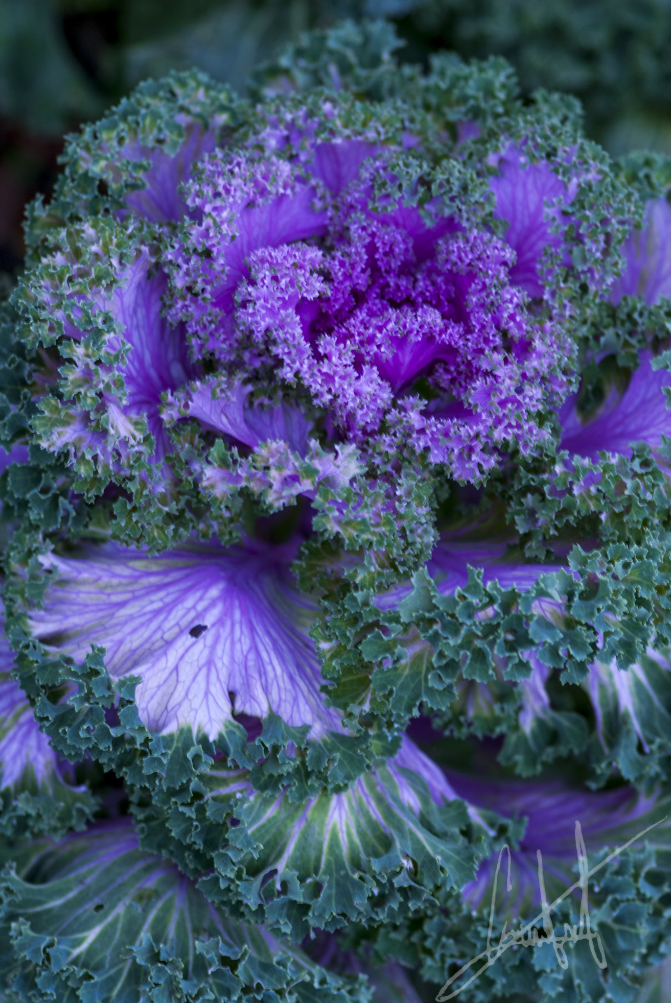 Nikon D200 sample photo
