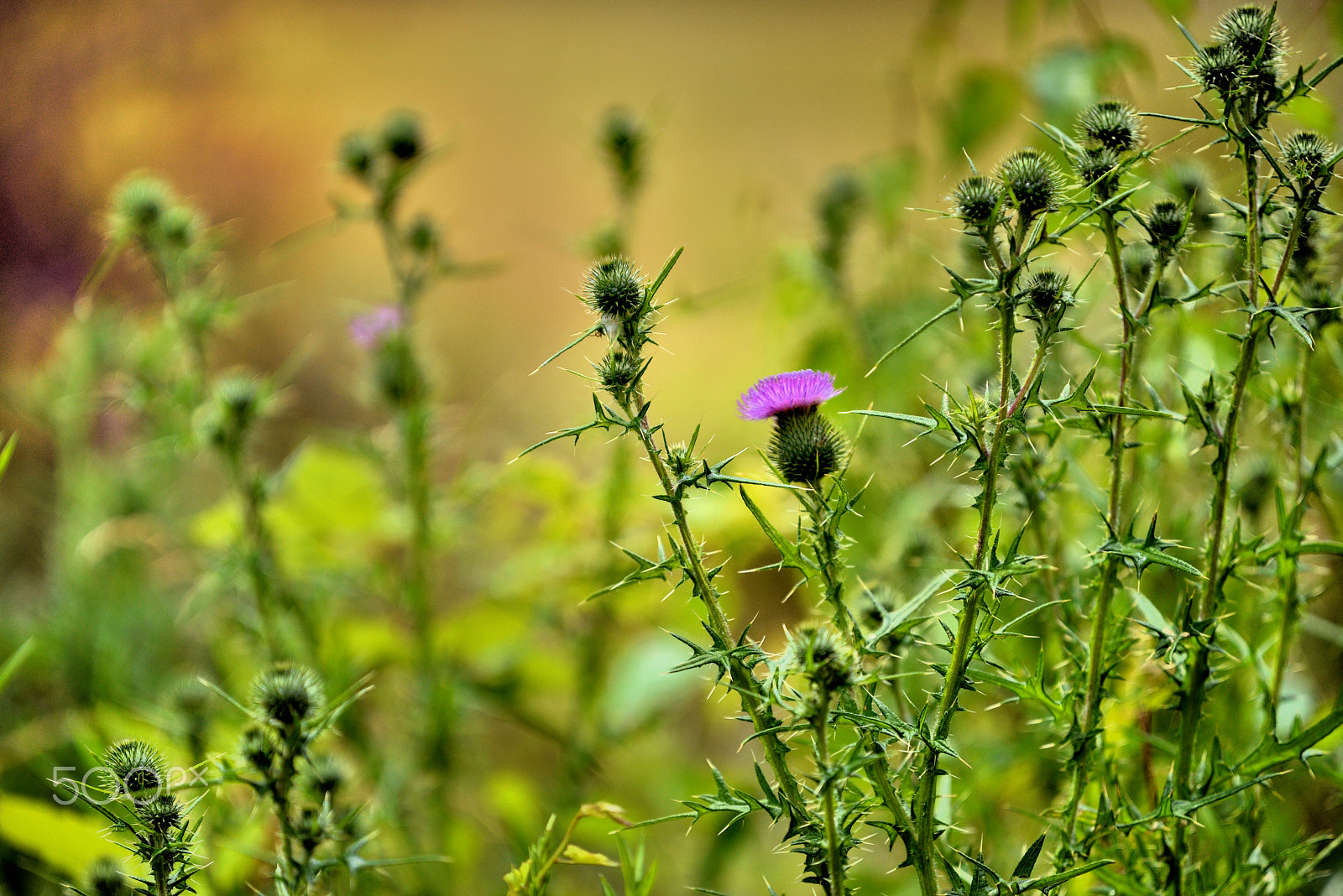 Nikon AF-S Nikkor 200mm F2G ED VR II sample photo. Purple heart photography