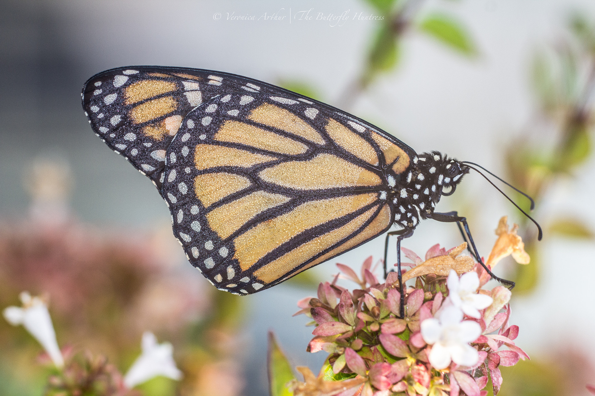 Canon EOS 60D + Canon EF 135mm F2L USM sample photo. "glitter wing" photography
