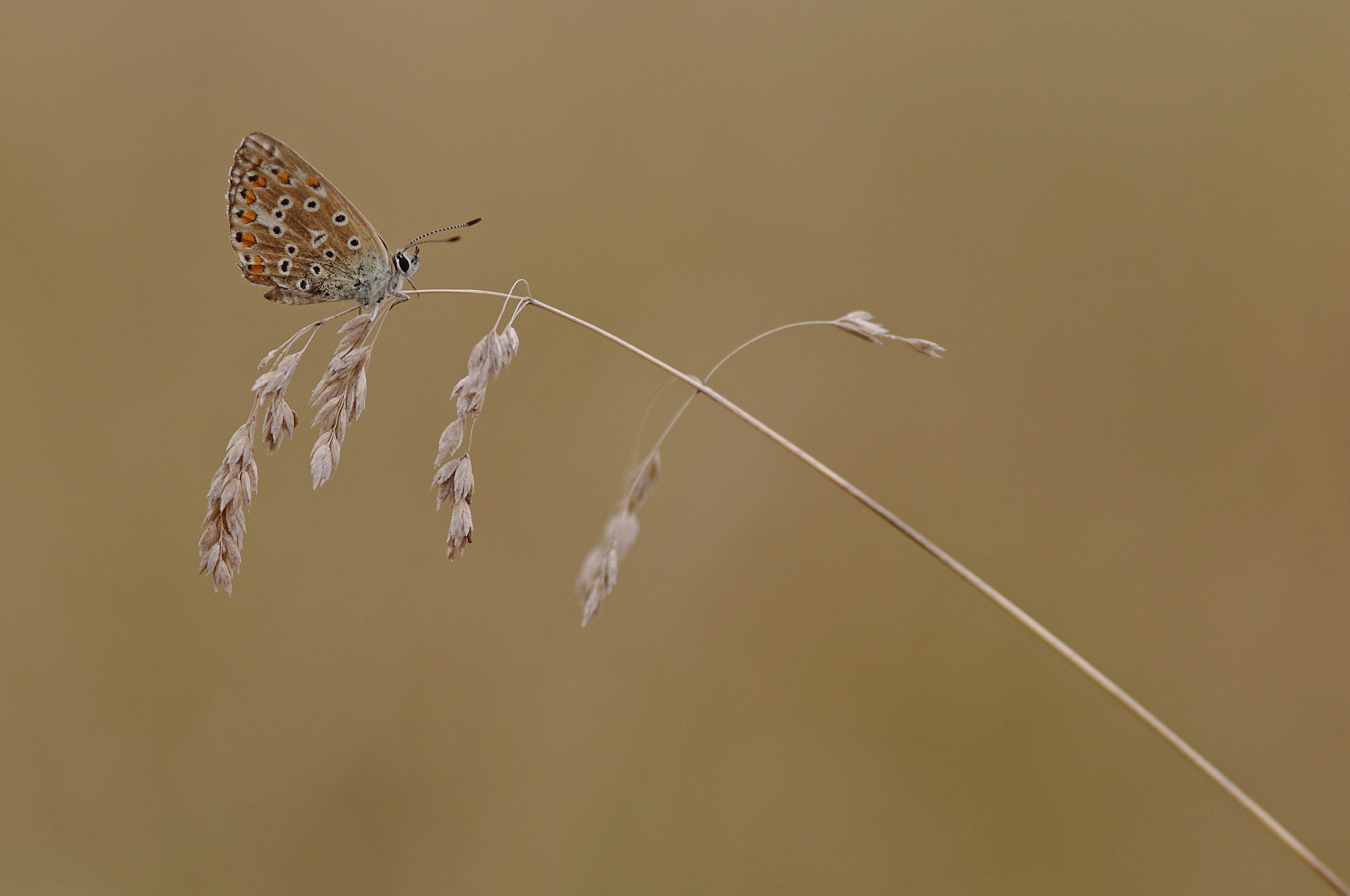 Pentax K-7 + Sigma sample photo. Azuré photography
