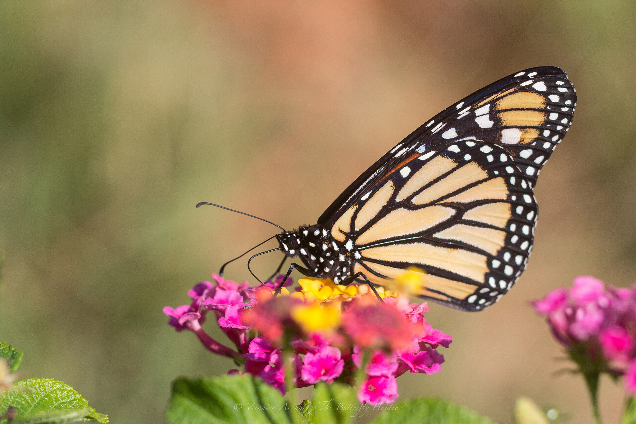 Canon EOS 60D + Canon EF 135mm F2L USM sample photo. "portrait of a monarch" photography