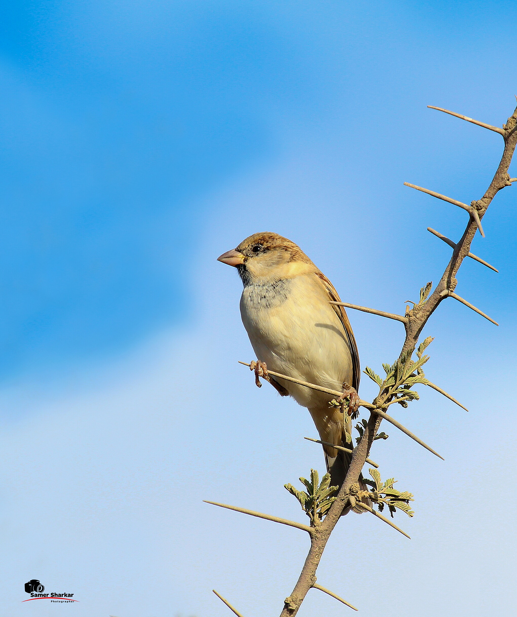 Canon EF 100-400mm F4.5-5.6L IS USM sample photo