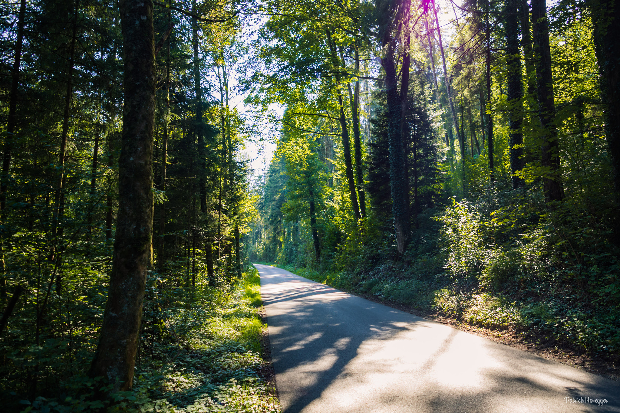 Olympus OM-D E-M10 + Olympus M.Zuiko Digital ED 7-14mm F2.8 PRO sample photo. Road in the forest photography