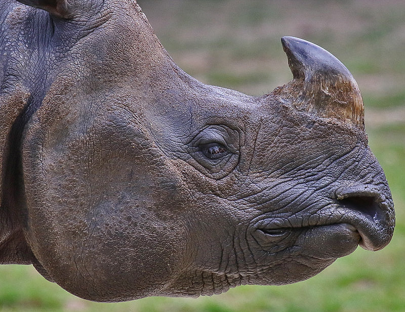 Canon EF 100-400mm F4.5-5.6L IS USM sample photo. Rhino photography